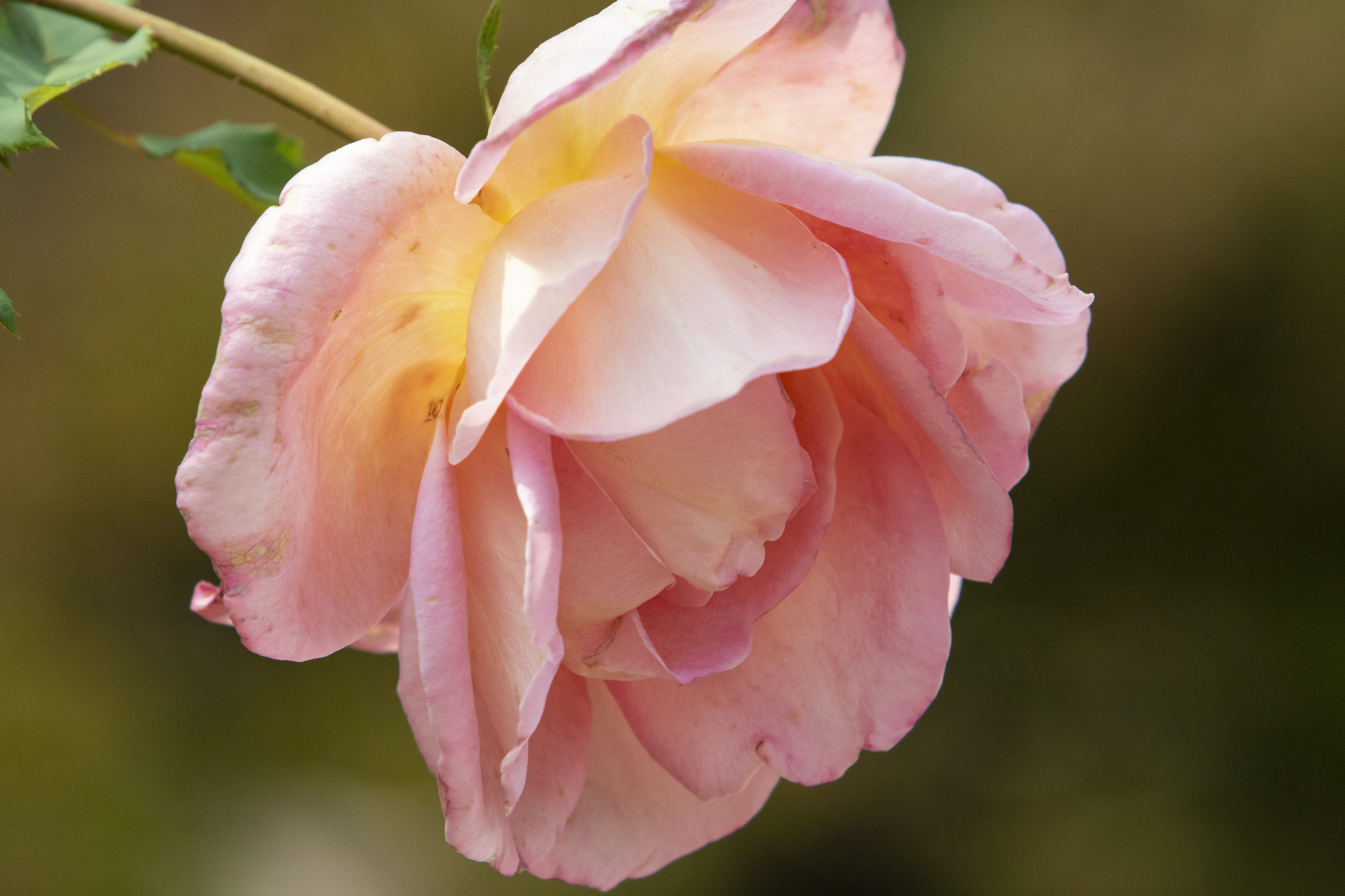 beauty in nature, plant, fragility, atmosphere, pink color, the nature of the, flower head, romance, day, petal, freshness, rose - flower, vulnerability, HD Wallpaper
