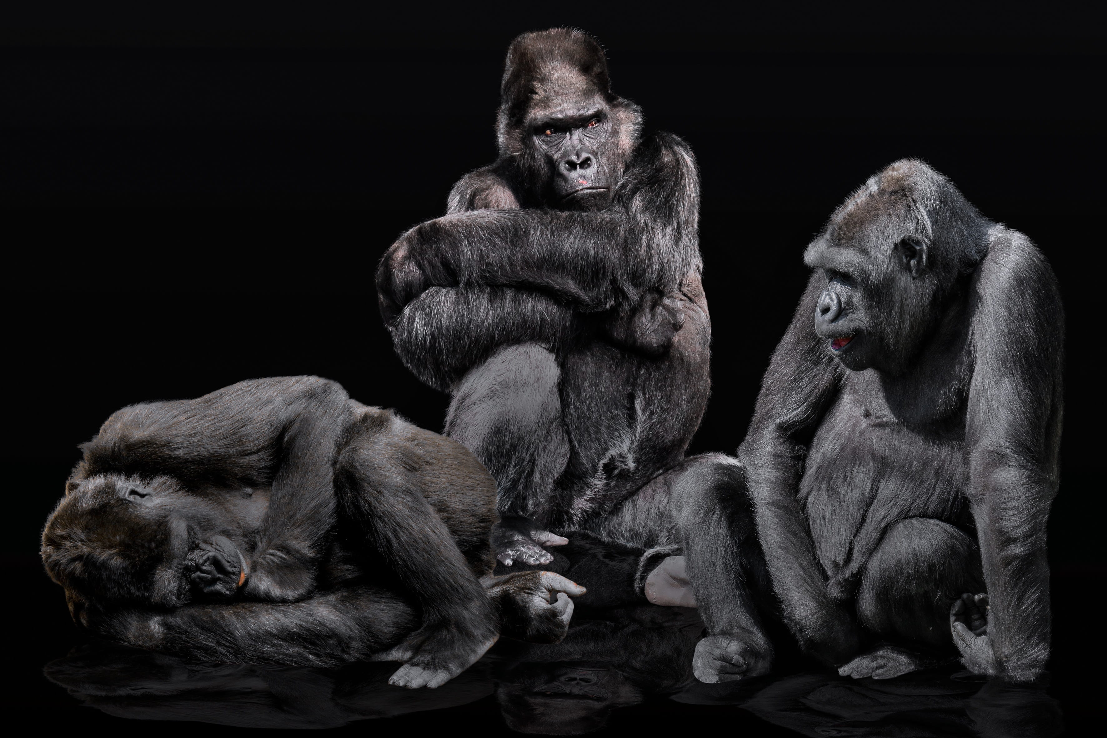 animal wildlife, family, animal family, togetherness, ape, 2K, girlfriends, gorilla, vertebrate, black, mammal, isolated, rest, gorilla family, gorillas, HD Wallpaper