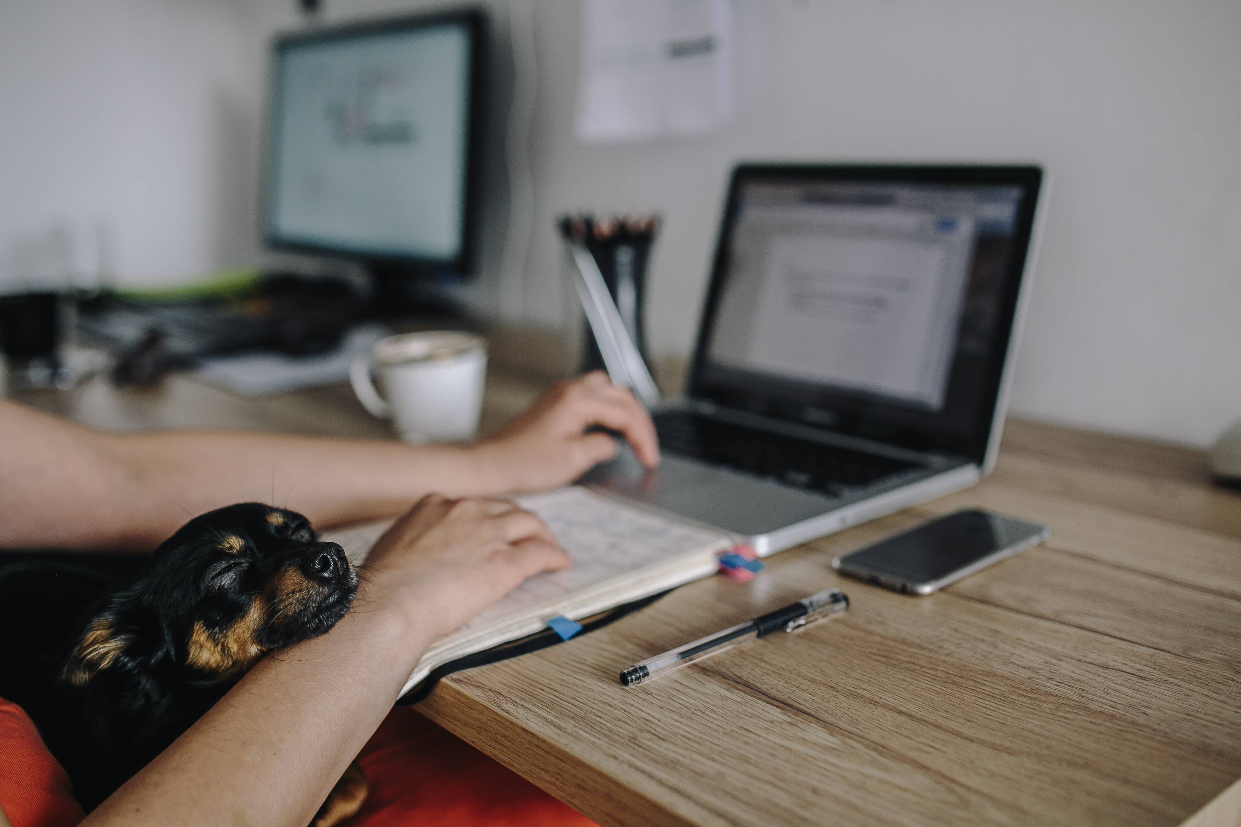caucasian Ethnicity, desk, workspace, adult, animal, girl, wireless technology, pet, work, laptop, adorable, females, home interior, workplace, female, HD Wallpaper