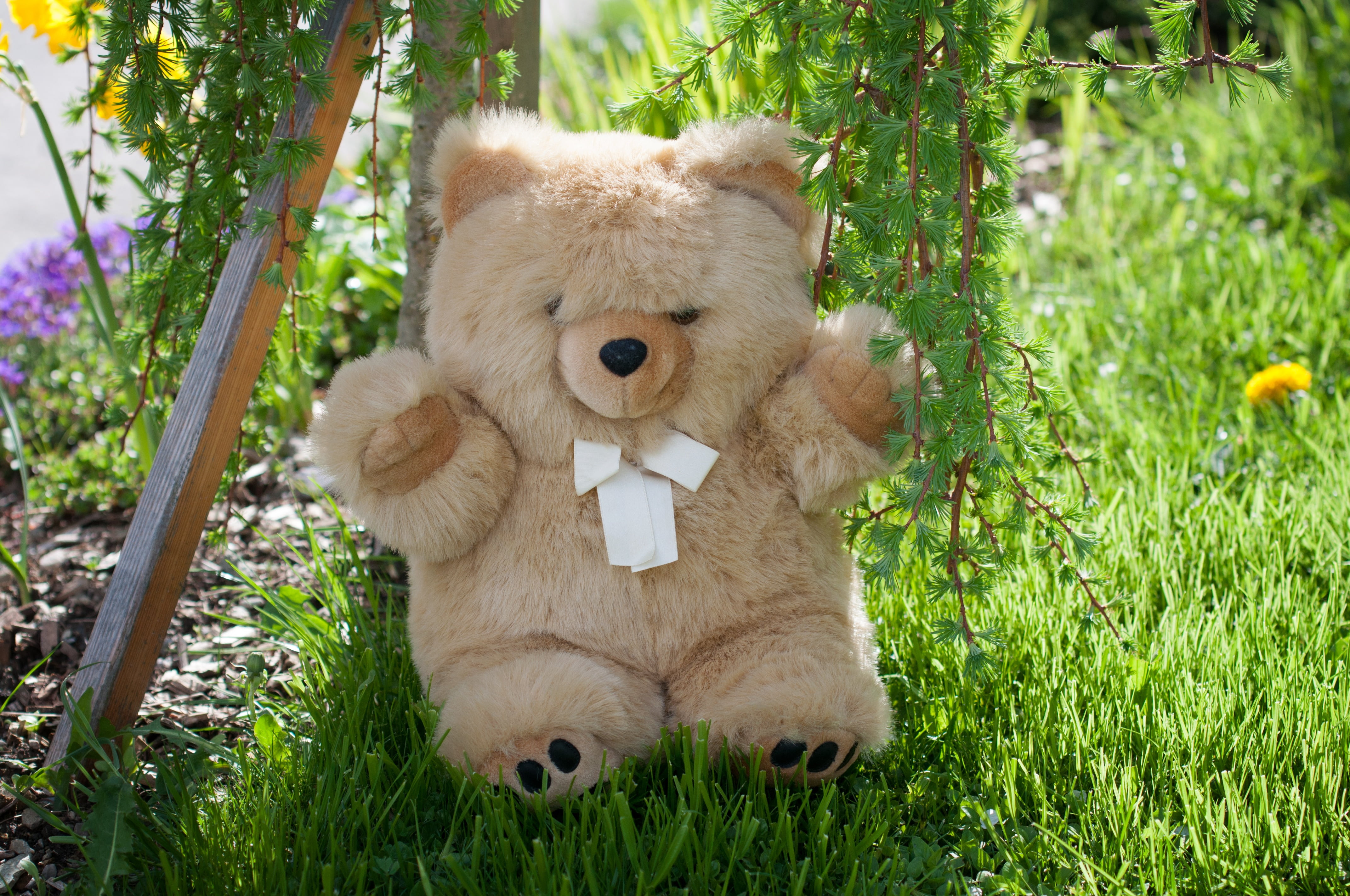 grass, furry teddy bear, animal themes, one animal, plant, mammal, soft, soft toy, growth, stuffed toy, out, animal representation, day, garden, outdoors, HD Wallpaper