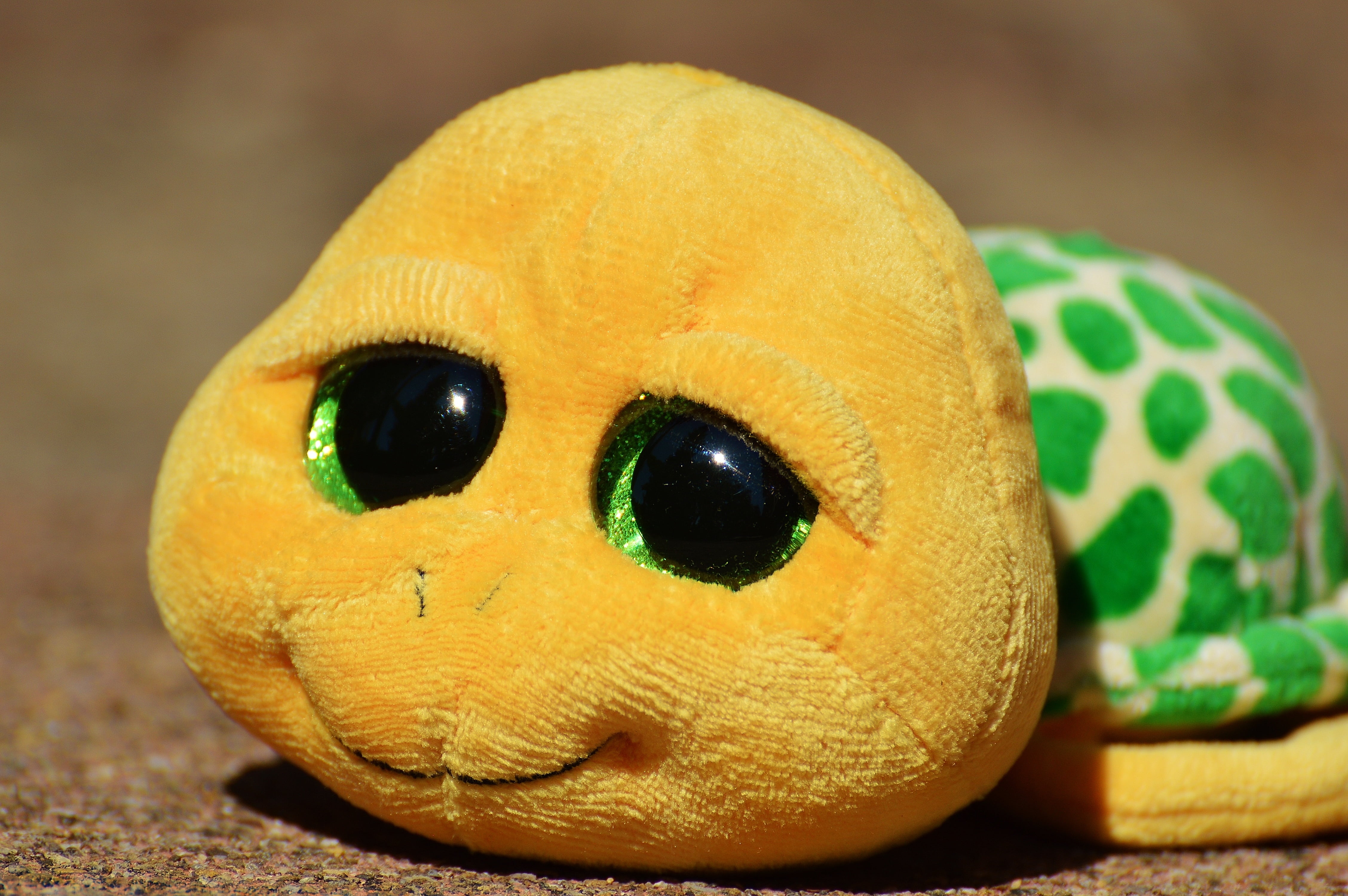 4K, close-up, cute, animal themes, animal head, day, animals in the wild, turtle, looking at camera, soft toy, no people, one animal, animal, teddy bear, HD Wallpaper
