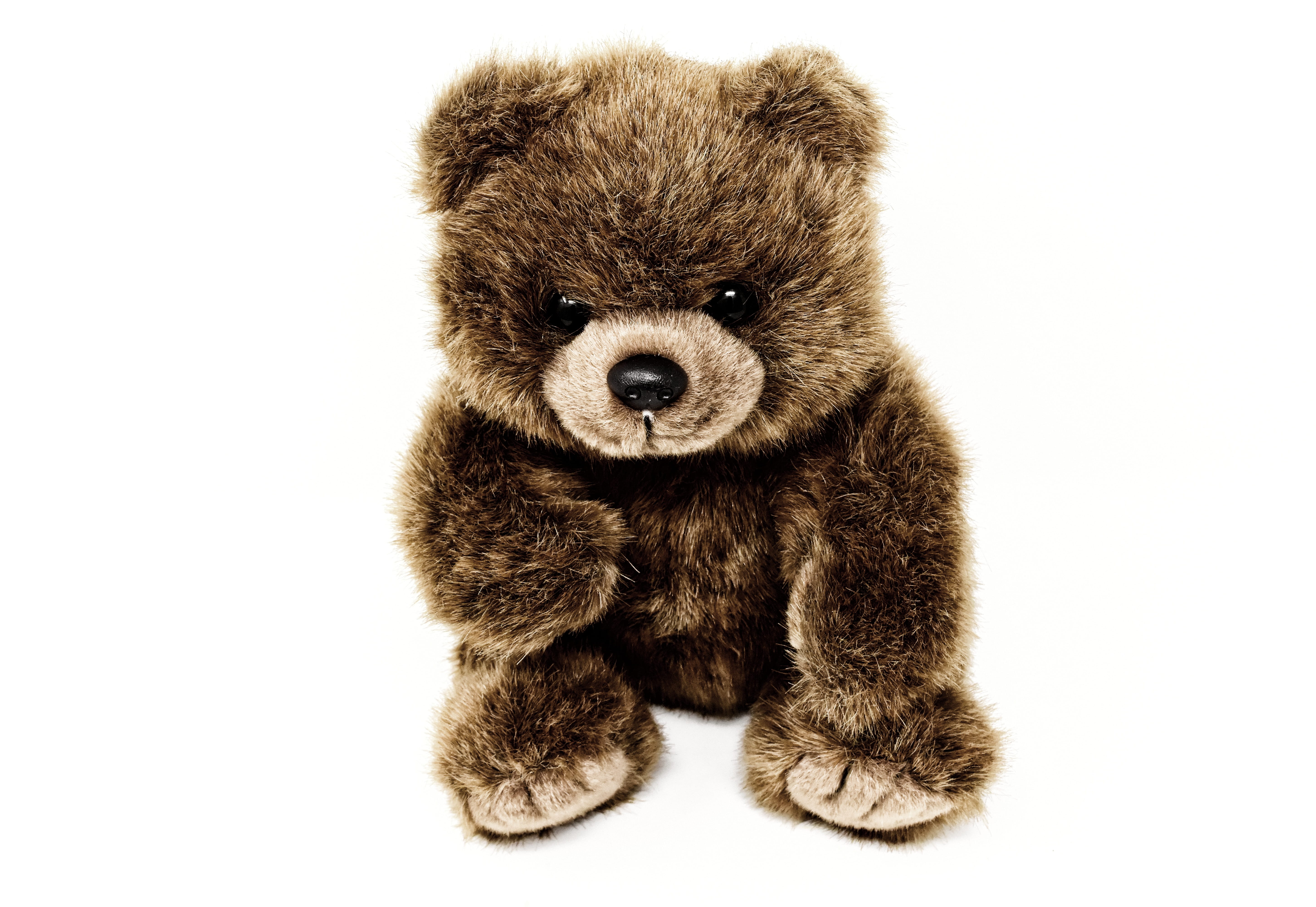 fabric, one animal, animal, 5K, cut out, studio shot, looking at camera, plush, innocence, sweet, animal themes, mammal, furry teddy bear, teddy, teddy bear, HD Wallpaper