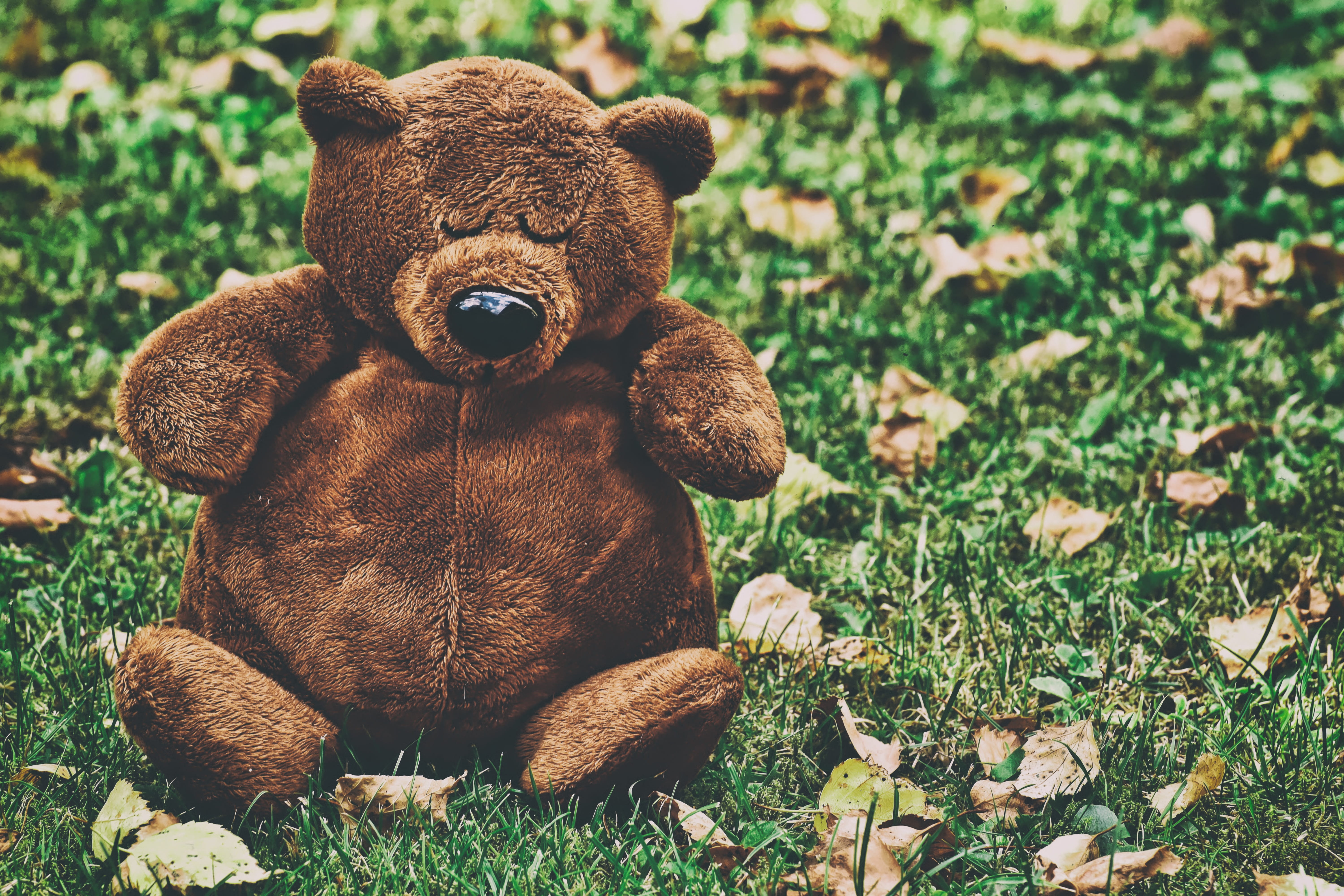 bear, soft toy, stuffed toy, one animal, nature, animals in the wild, sleep, no people, cute, children, plush, toys, teddy, toy, brown, mammal, green color, HD Wallpaper