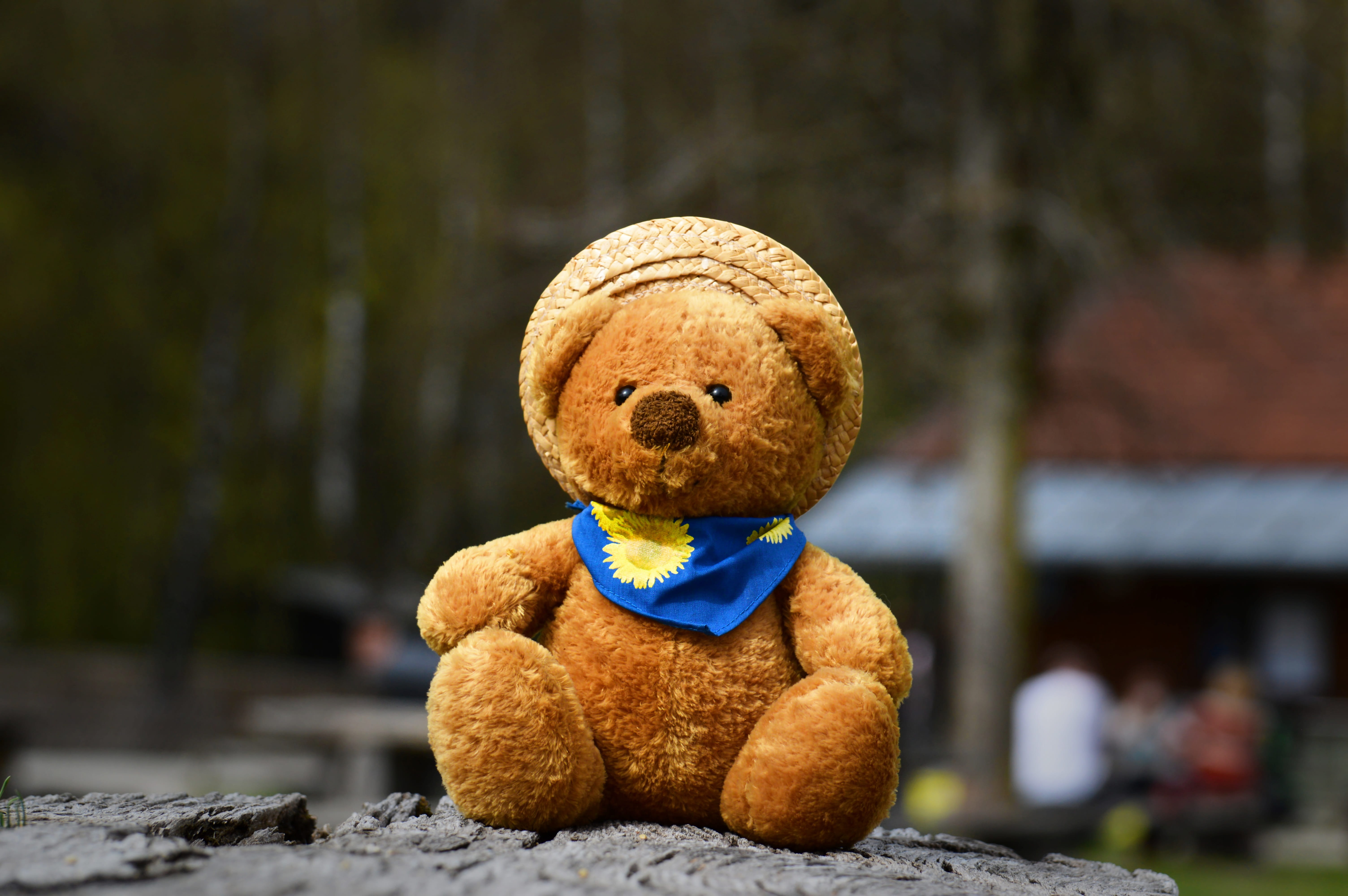 day, nature, focus on foreground, toy, children, brown, bears, animal representation, 5K, furry teddy bear, creativity, childhood, softness, close-up, HD Wallpaper