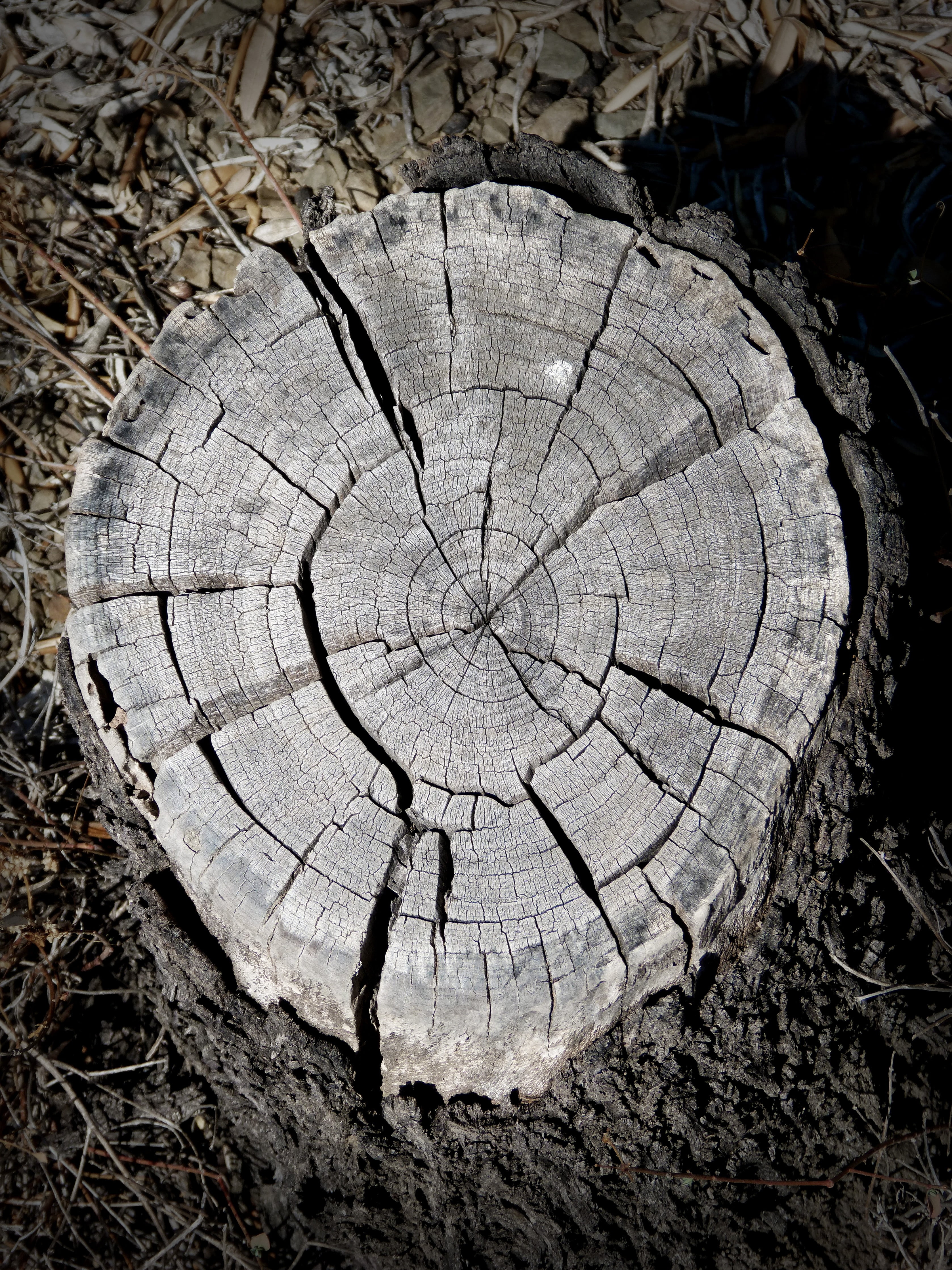 forest, nature, tree, geometric shape, wood - Material, texture, close-up, wood, tree Stump, worn, timber, day, cut trunk, 4K, environmental issues, concentric, Phone HD Wallpaper