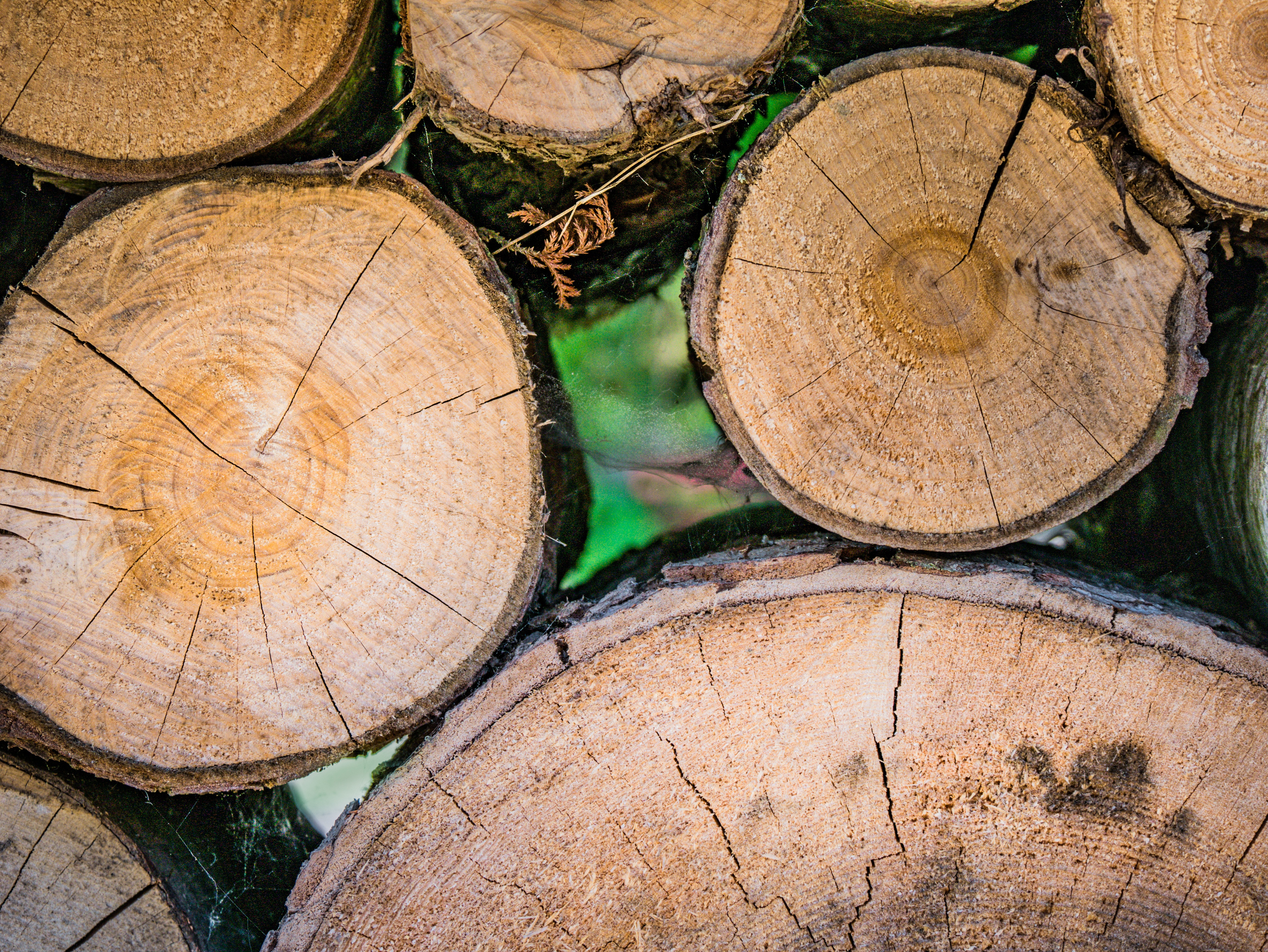 no people, log, wood - Material, bark, brown, forest, tree Trunk, close-up, circle, fuel and power generation, environmental issues, timber, structure, HD Wallpaper