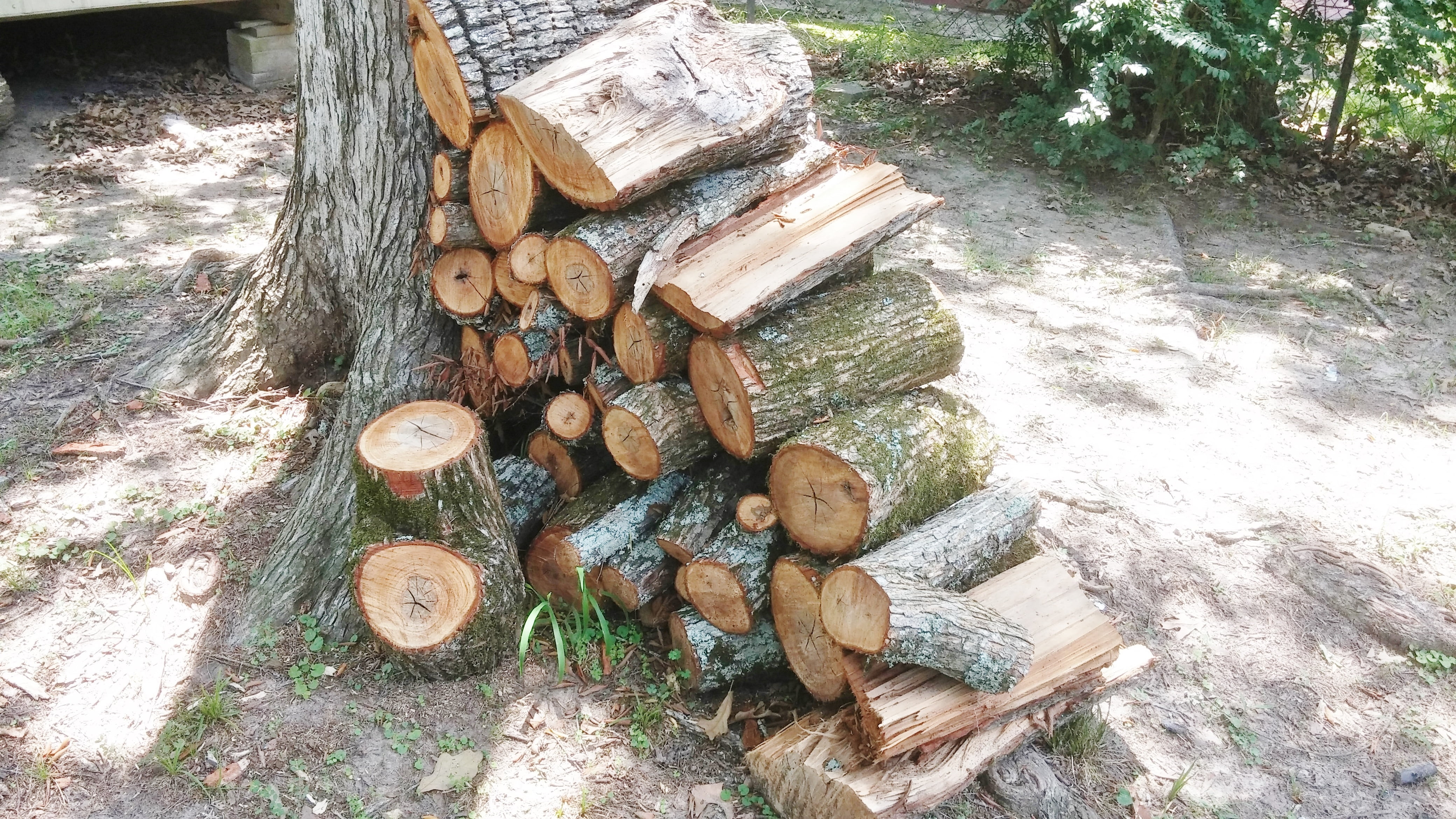 nature, day, no people, tree, fossil fuel, wood heap, stacked, woodpile, wood pile, wood, trunk, deforestation, chopped, land, forest, lumber industry, HD Wallpaper