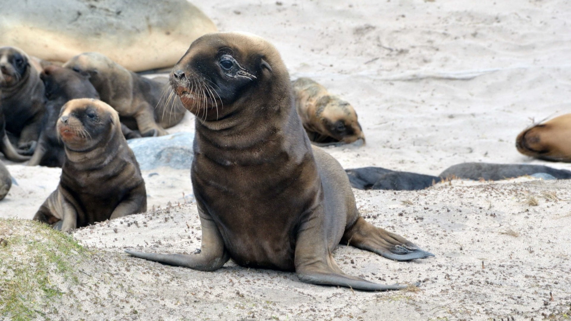 sleeping, pack, animal themes, coastline, walk, animal, lion - Feline, marine, argentina, animals in the wild, young Animal, sea, lion, animal wildlife, HD Wallpaper