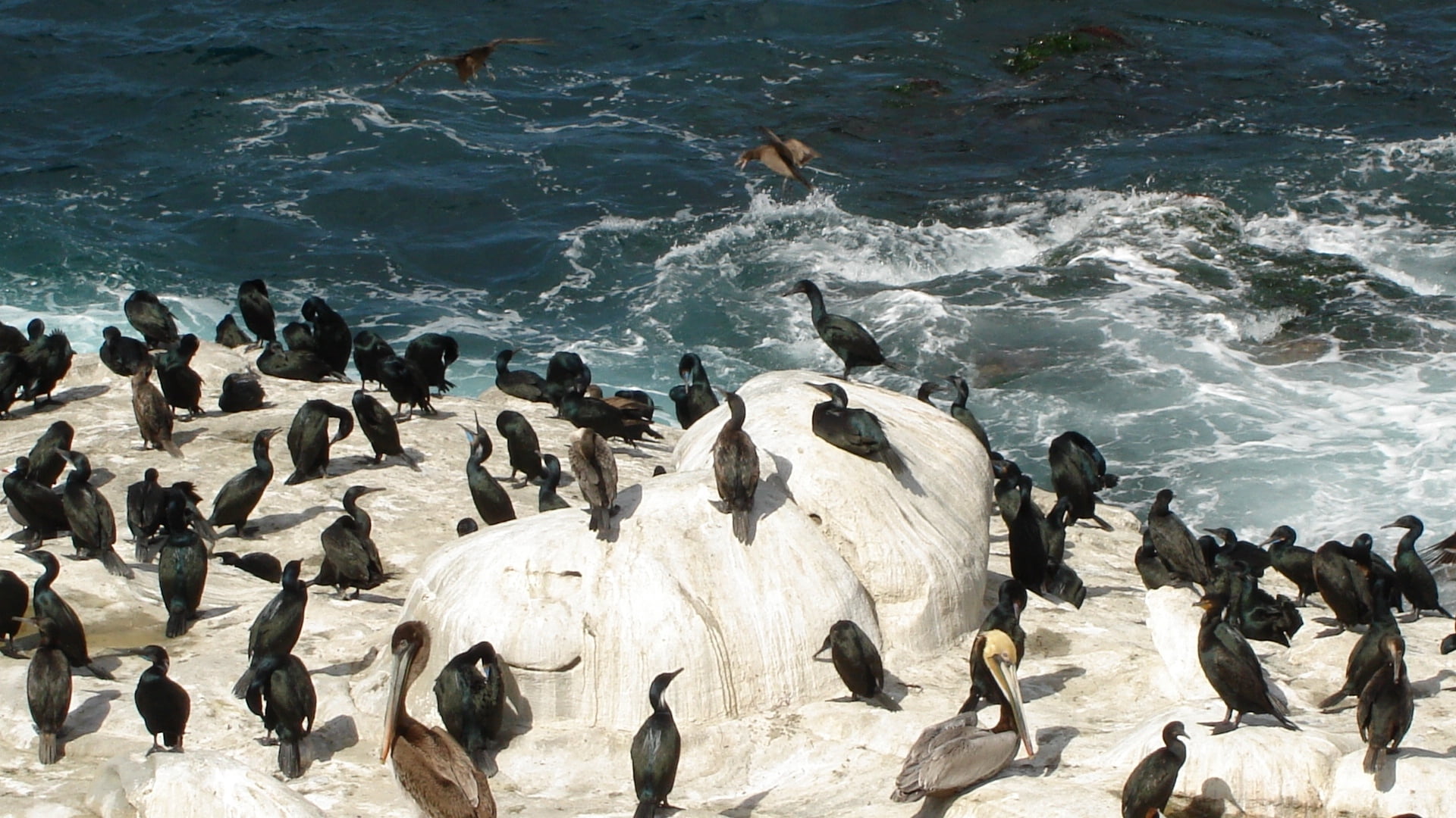 rock - object, high angle view, animal wildlife, antarctica, animal themes, coastline, penguin, sea, summer, pelican, 1080P, white, herd, large Group Of Animals, HD Wallpaper