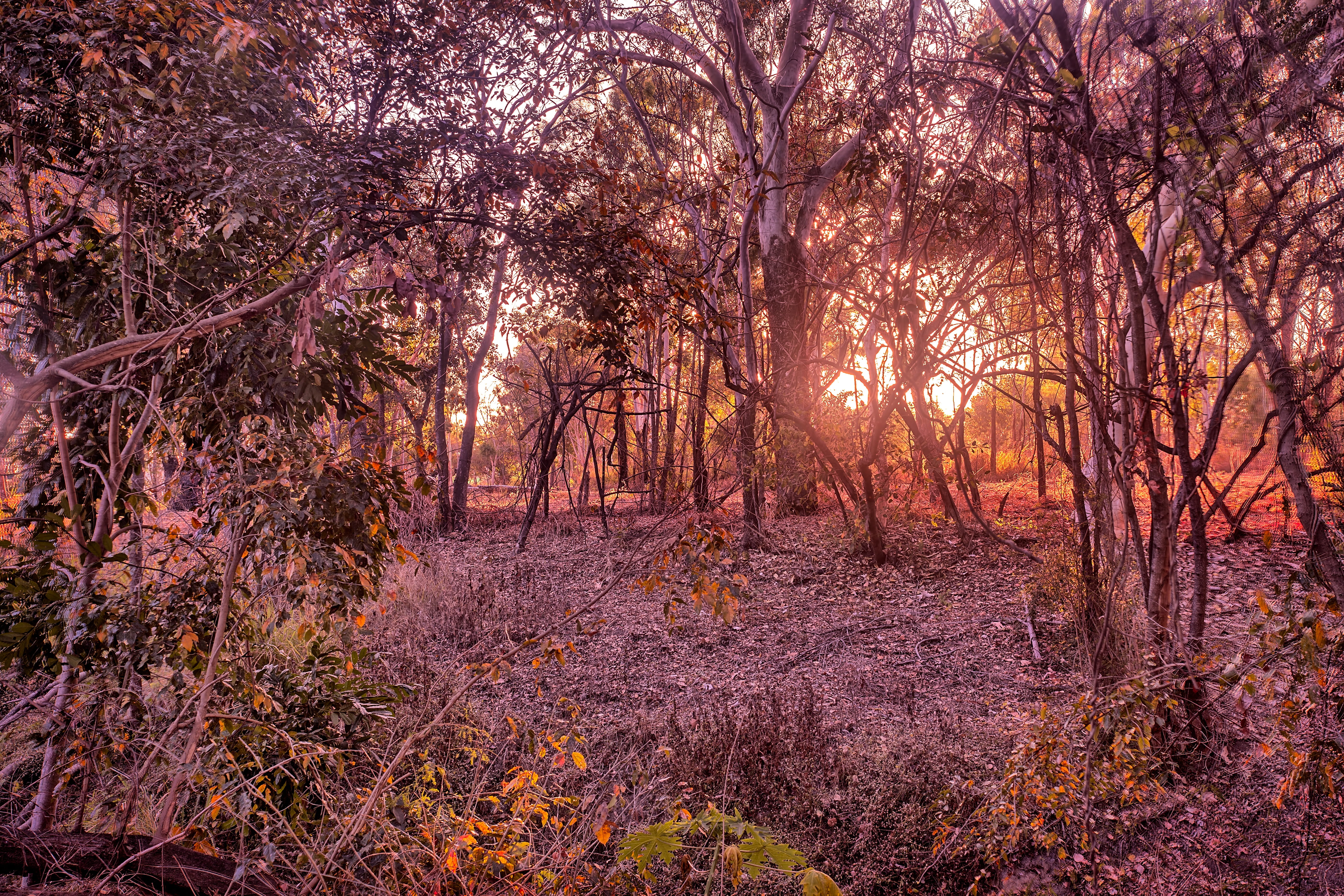 beauty in nature, environment, bush sunrise, tranquility, outdoors, forest, woodland, no people, leaf, change, tree, non-urban scene, tranquil scene, land, HD Wallpaper