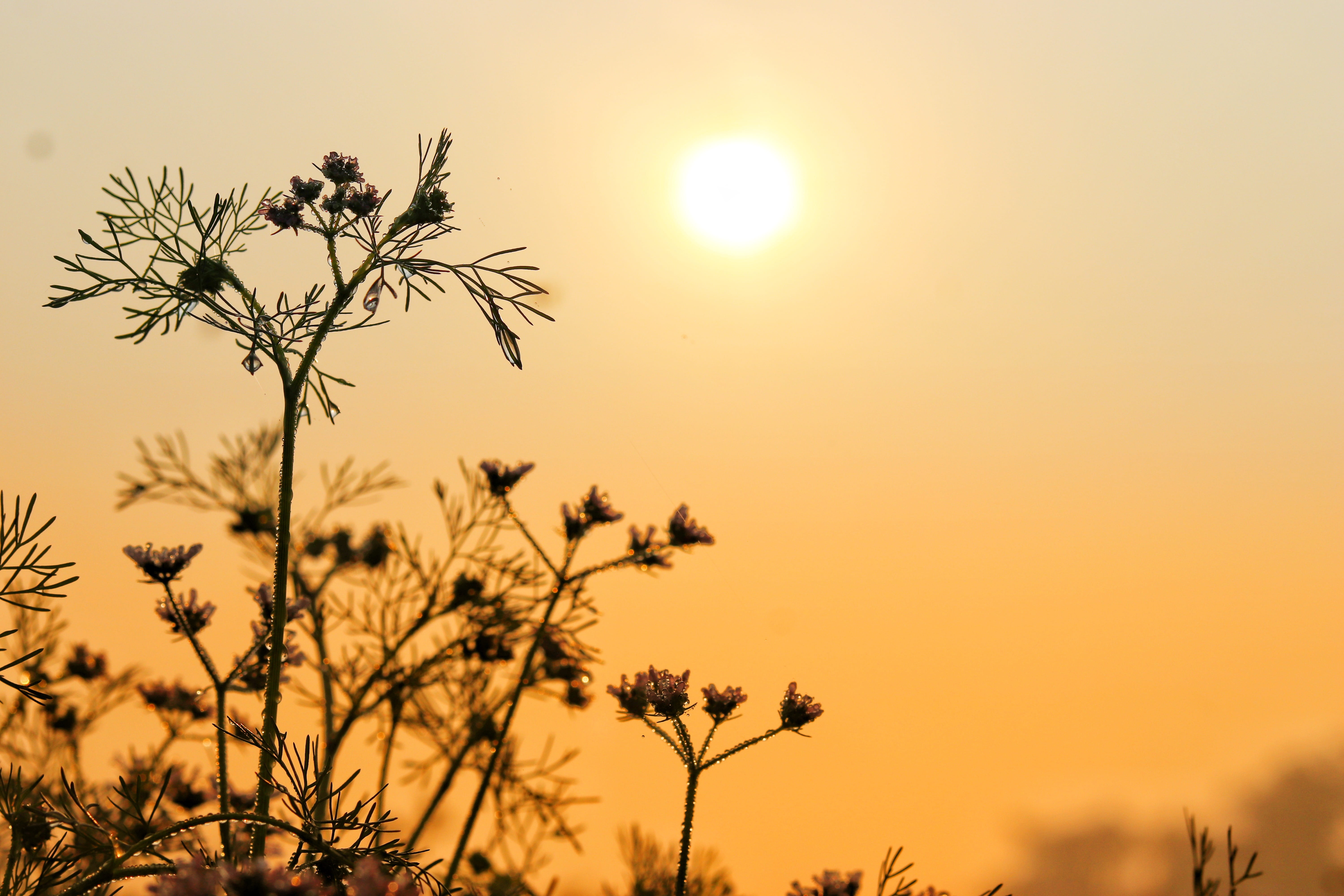 silhouette, flower, tranquil scene, growth, plant, scenics - nature, idyllic, 5K, sunset, romantic sky, bright, sun, beauty in nature, orange color, sky, HD Wallpaper