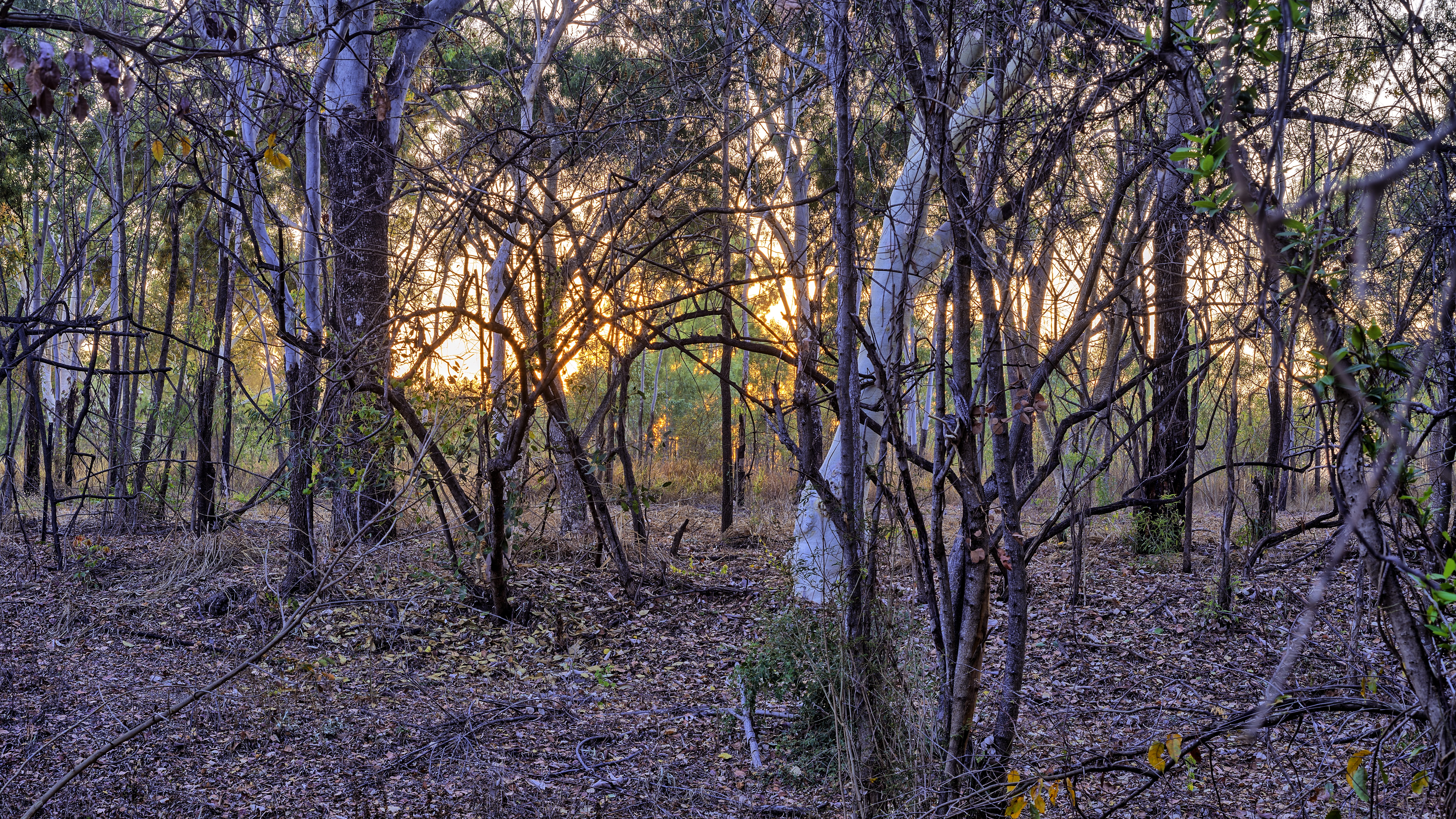 mt louisa creek, woodland, forest, boobook owls, plant, landscape, branch, sunrise photo, bare tree, nature, 5K, australian bush, non-urban scene, no people, HD Wallpaper