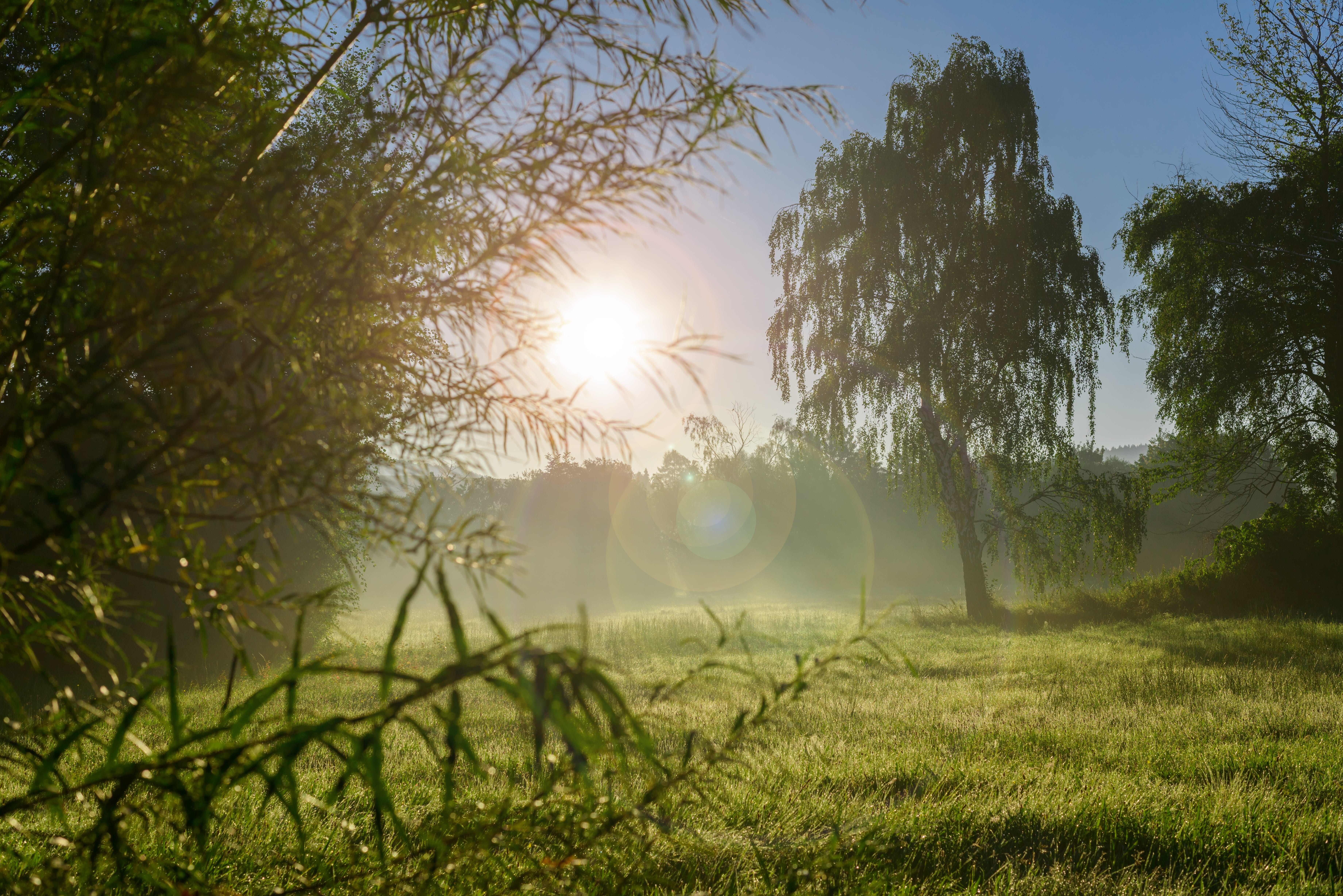 sunset, scenics - nature, sunlight, sunrise, 5K, meadow, agriculture, field, dew, mow, lens flare, sun, tree, bush, brightly lit, seasons, trees, beauty in nature, HD Wallpaper