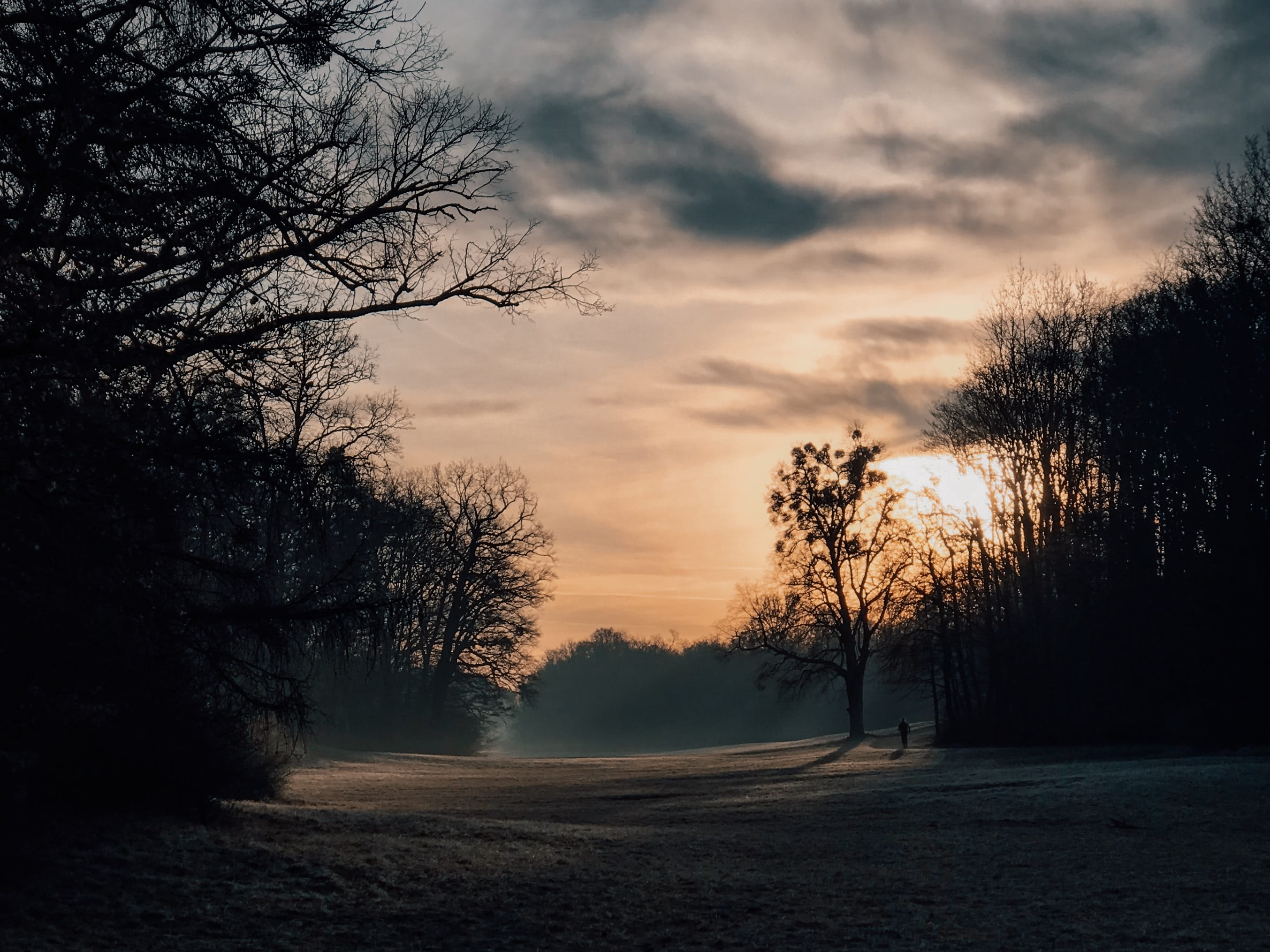 sunrise, tree, silhouette, cloud - sky, beauty in nature, the way forward, field, outdoors, grassland, sky, bare tree, plant, scenics - nature, vegetation, HD Wallpaper