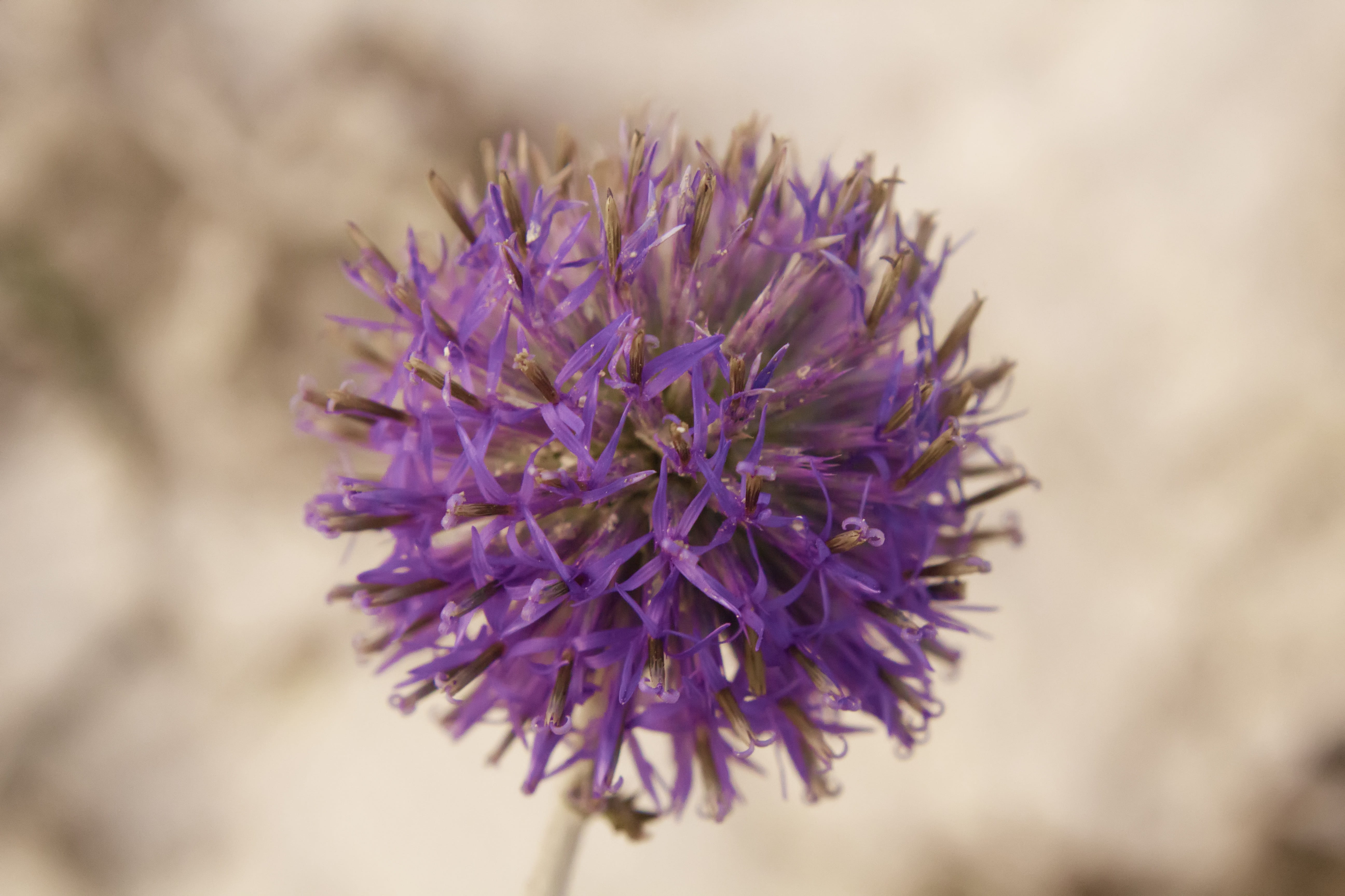 no people, inflorescence, field, vulnerability, selective focus, close-up, nature, grass, lavender colored, closeup, day, flower head, purple, sun, sunrise, HD Wallpaper