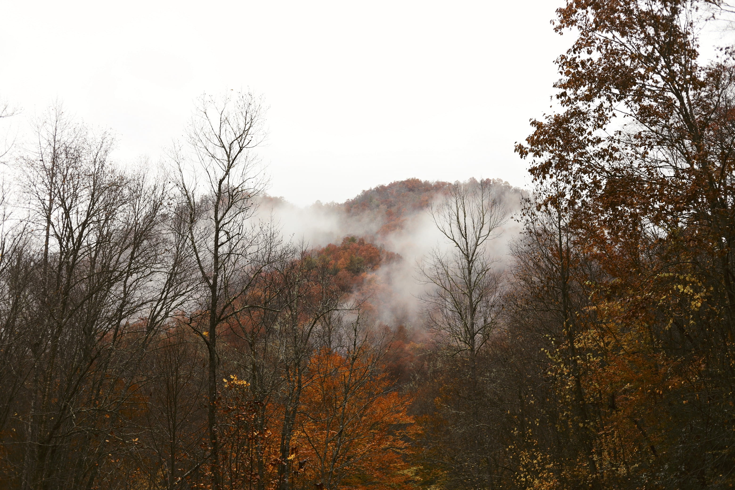 land, no people, non-urban scene, daytime, weather, sunrise, vegetation, forest, landscape, fog, scenery, fir, 2K, woodland, plant, scenics - nature, fire, HD Wallpaper