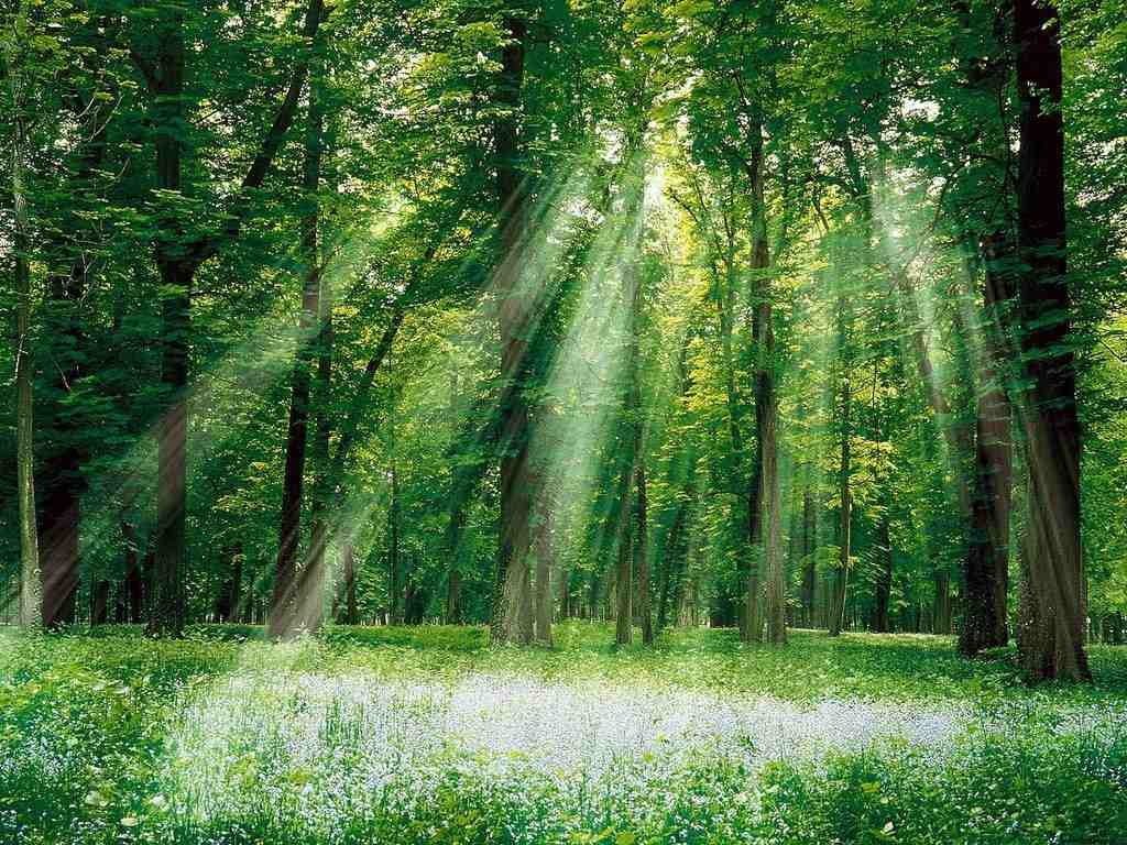 Magical Forest, nature, art, 480P, forests, forest, magical, hd, HD Wallpaper