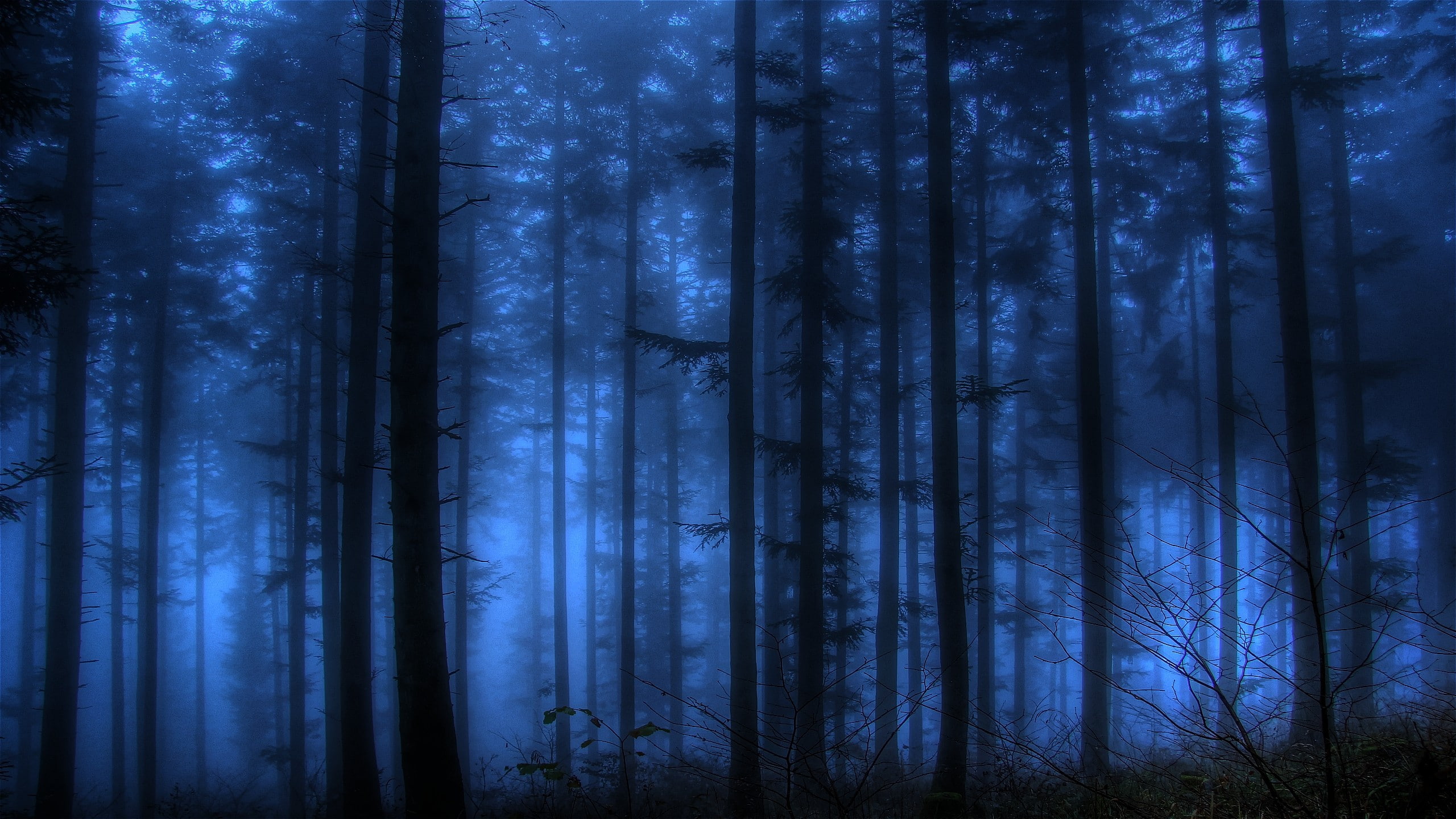 art, 2K, x, forests, hd, Landscapes, nature, Blue, forest, HD Wallpaper