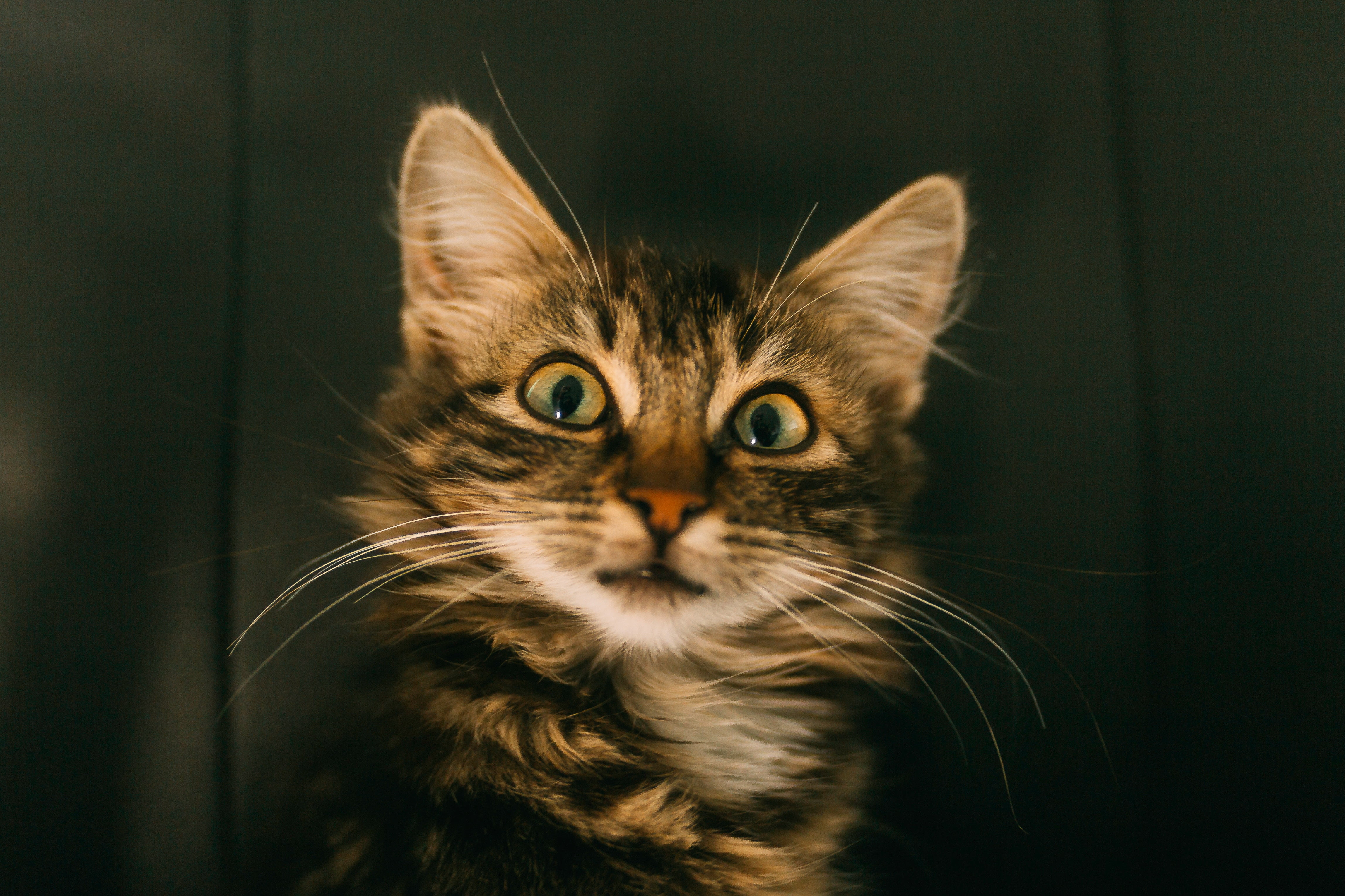 feline, small, domestic Cat, staring, one Animal, curiosity, domestic, maine coon cat, gray, animal Eye, cute, striped, fluffy, tabby, animal body part, HD Wallpaper