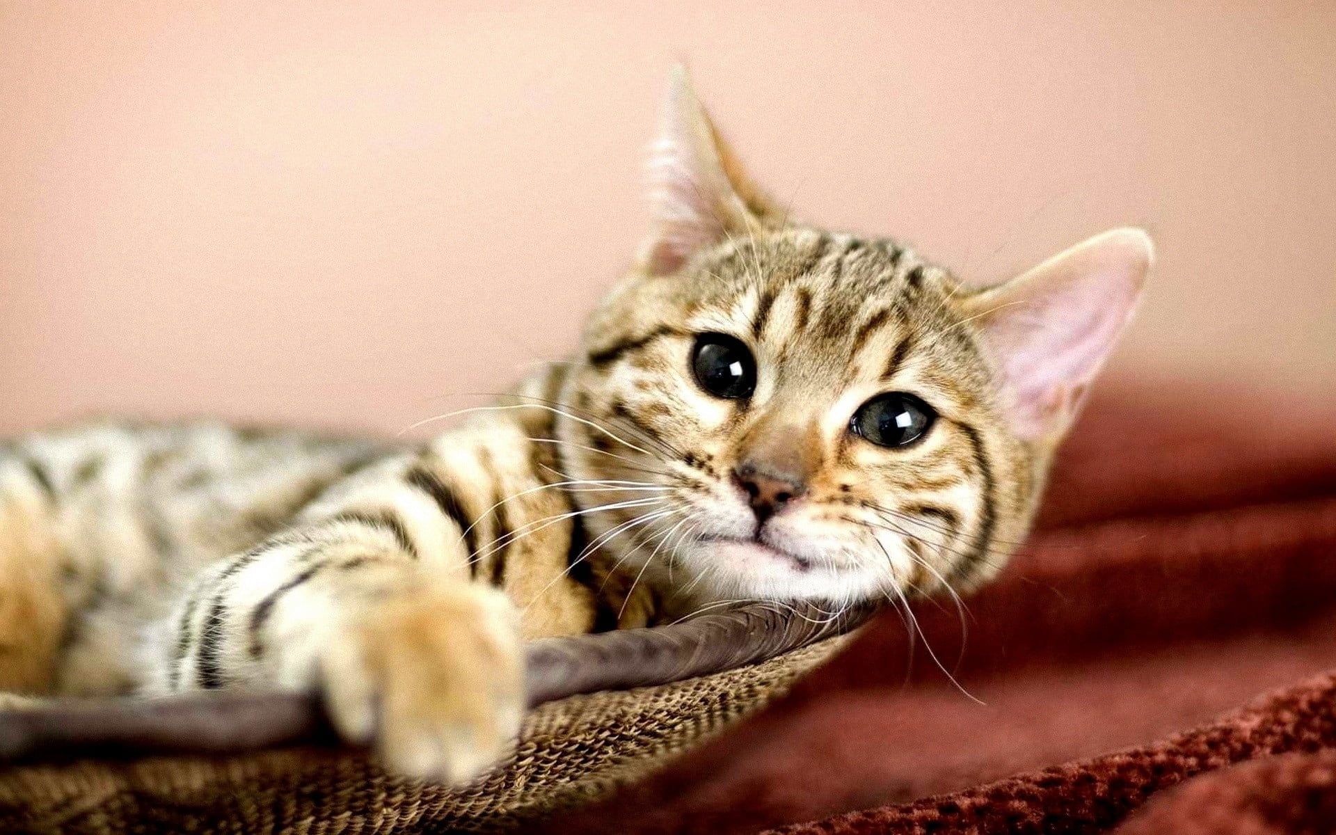 purebred Cat, beautiful, domestic Animals, eyes, domestic Cat, paw, animal, cute, selective focus, brown, animal Eye, pleased, close-up, feline, face, relaxation, HD Wallpaper