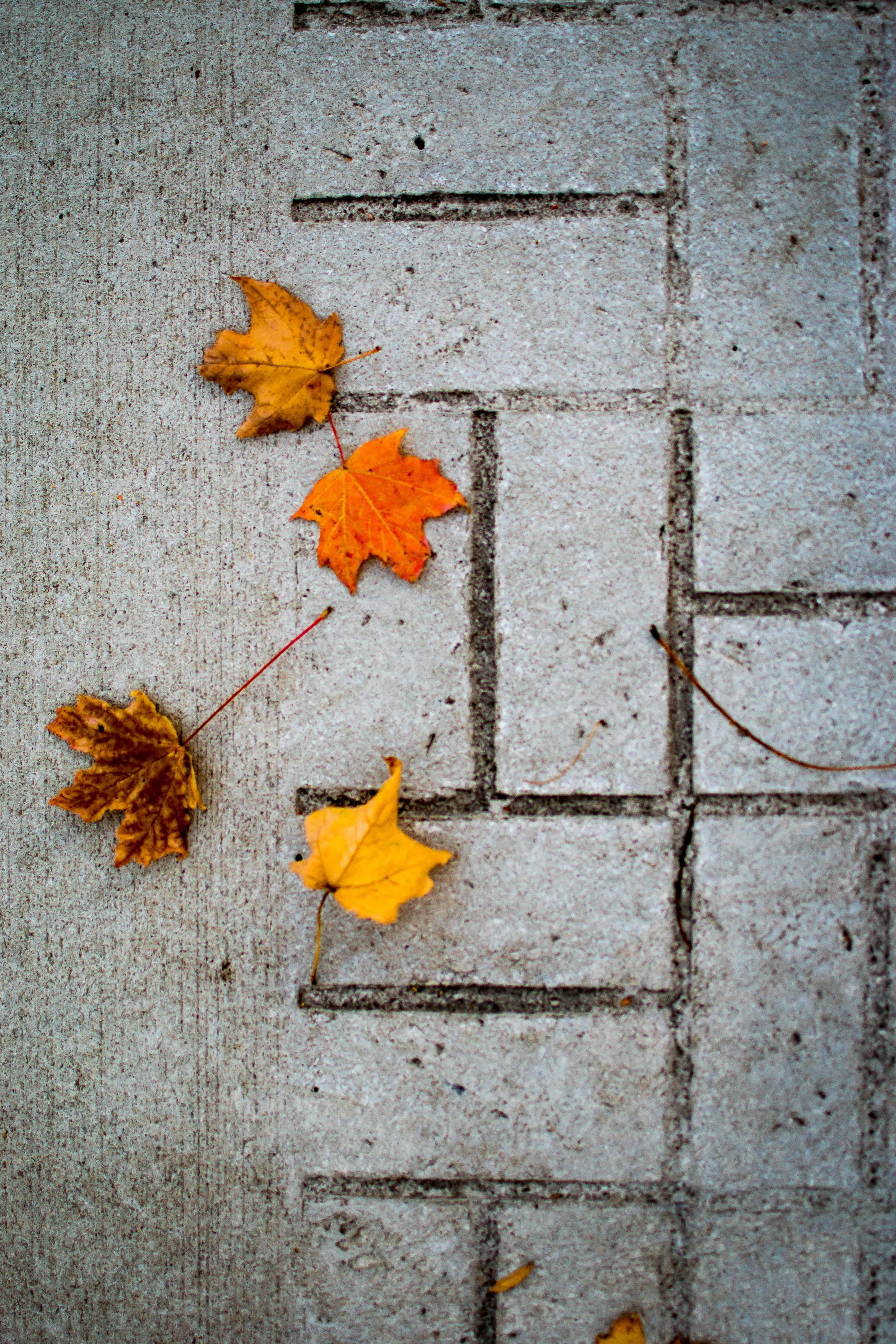 change, sidewalk, minimalist, aesthetic, leaf, wall - building feature, orange, dry, brick, autumn, fall, day, aesthetically pleasing, maple leaf, close-up, Phone HD Wallpaper