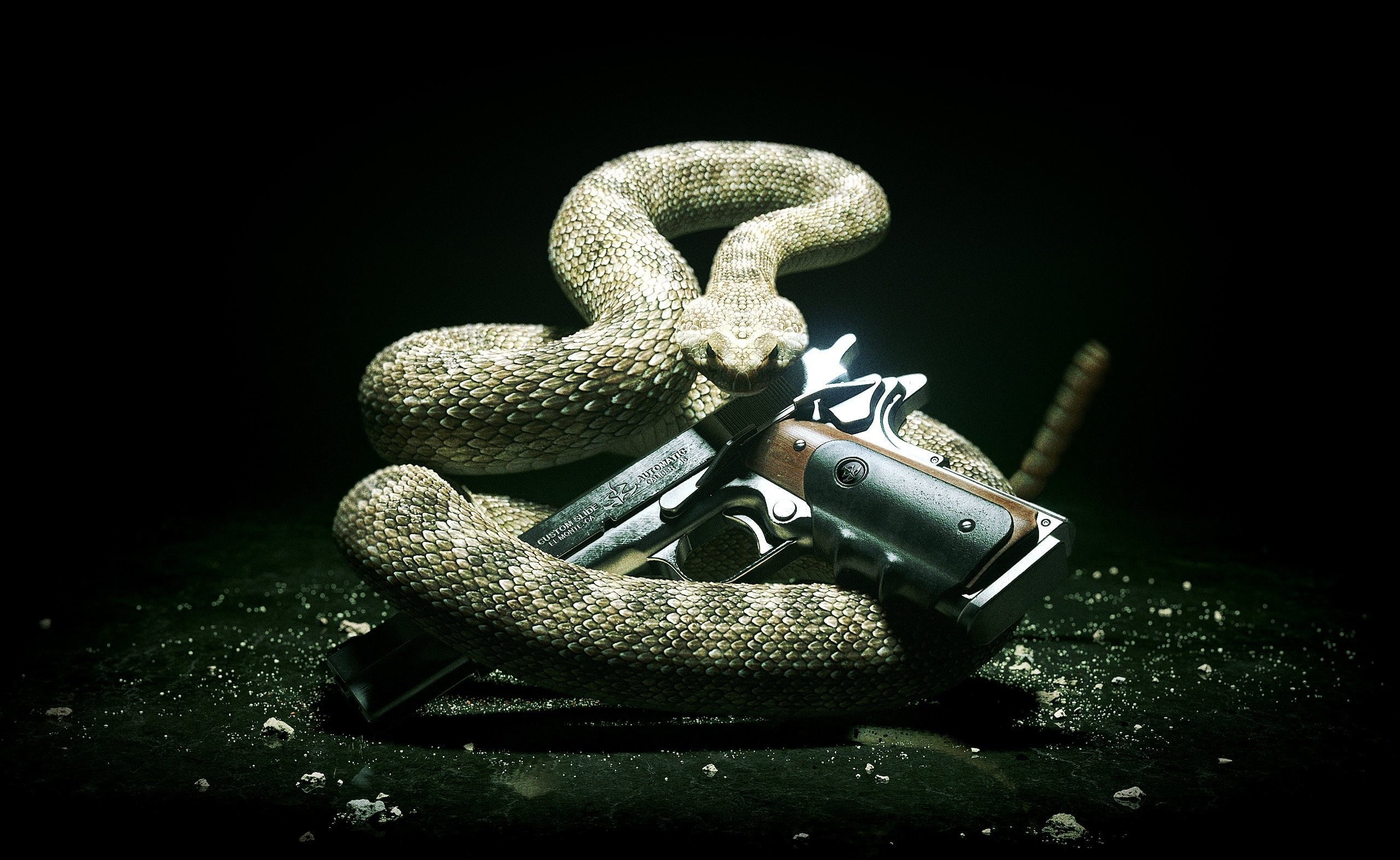 reptile, 2K, vertebrate, studio shot, aggression, snake, Games, animals in the wild, animal, indoors, brown, black background, 2012, animal themes, HD Wallpaper