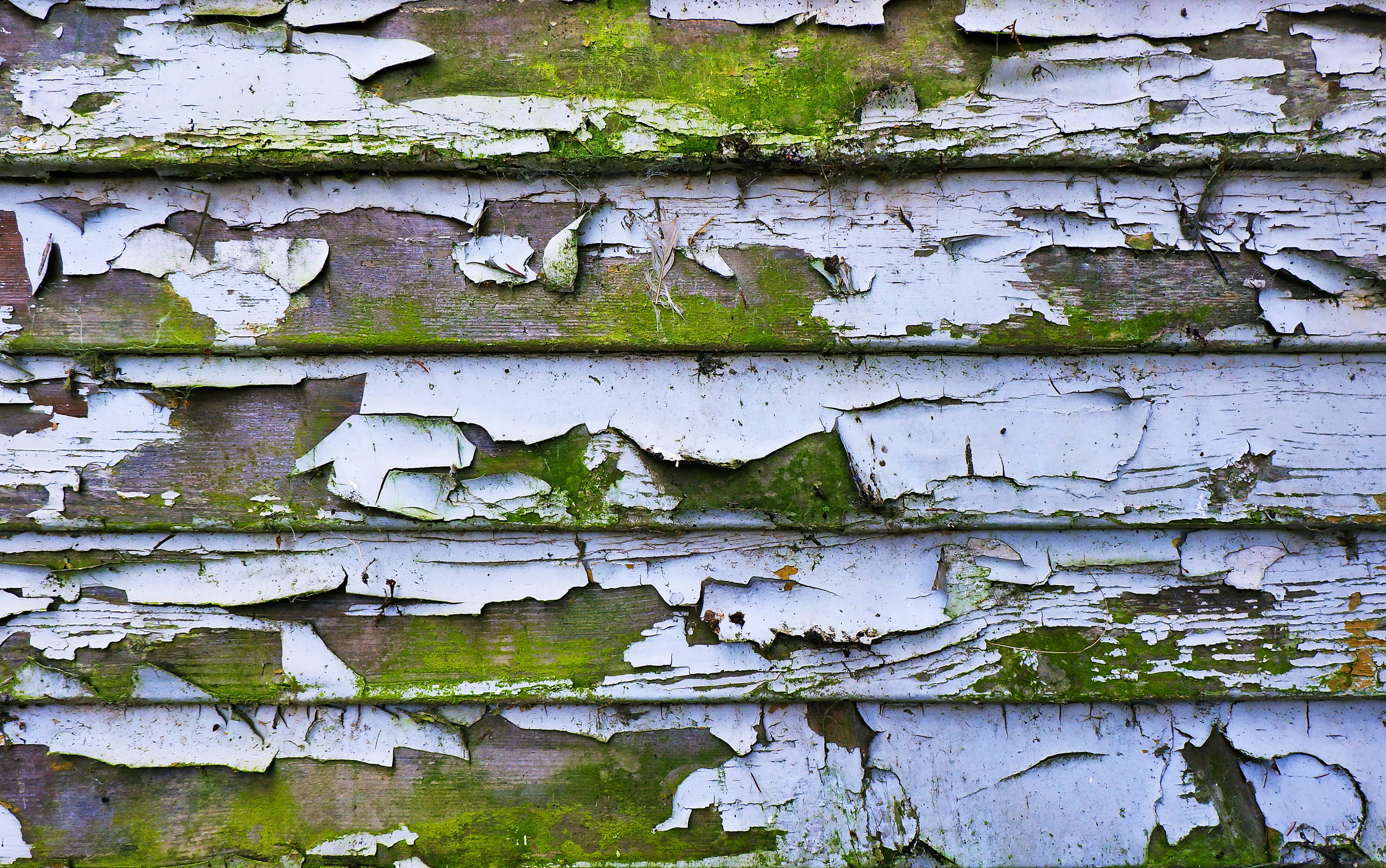 decline, leaf, 2K, potted plant, algae, moss, plant, no people, weathered, diagram, day, map, wood - material, built structure, tree trunk, full frame, HD Wallpaper