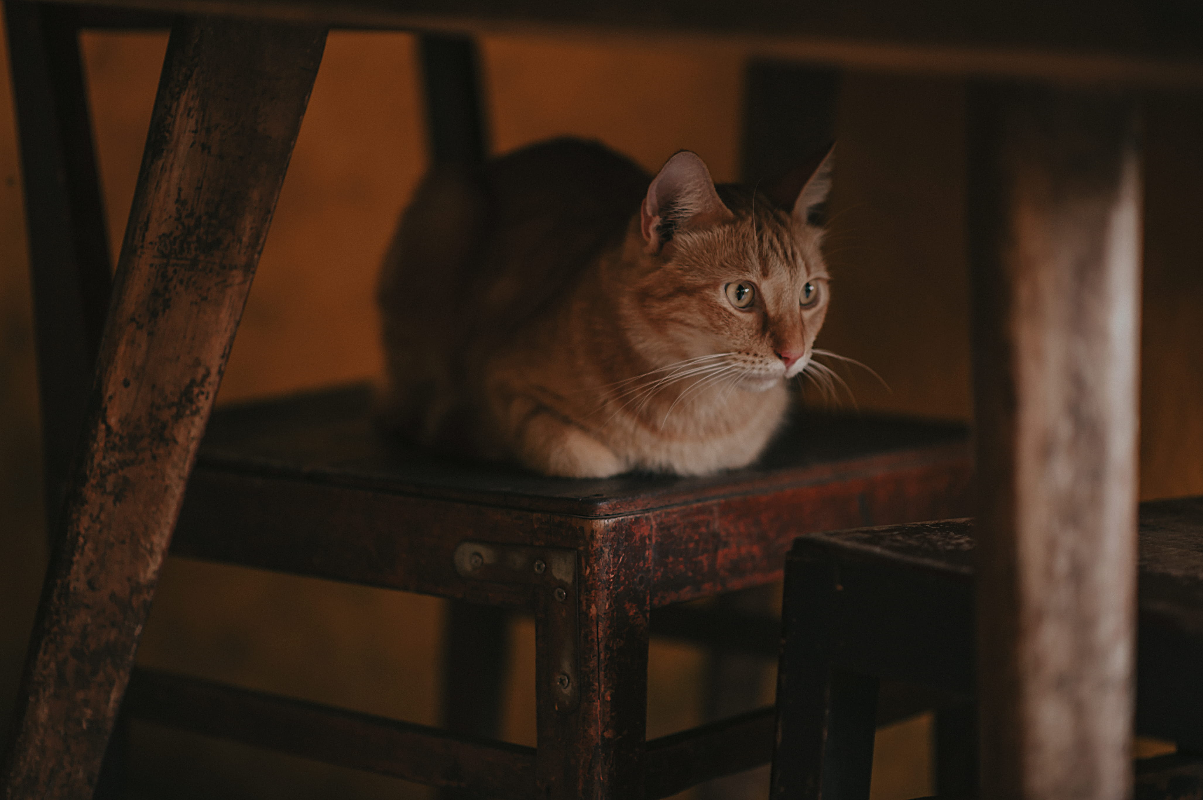 wood, table, wooden, indoors, animal themes, fur, photography, animal photography, relaxation, furniture, whiskers, focus, domestic, domestic cat, focus on foreground, HD Wallpaper