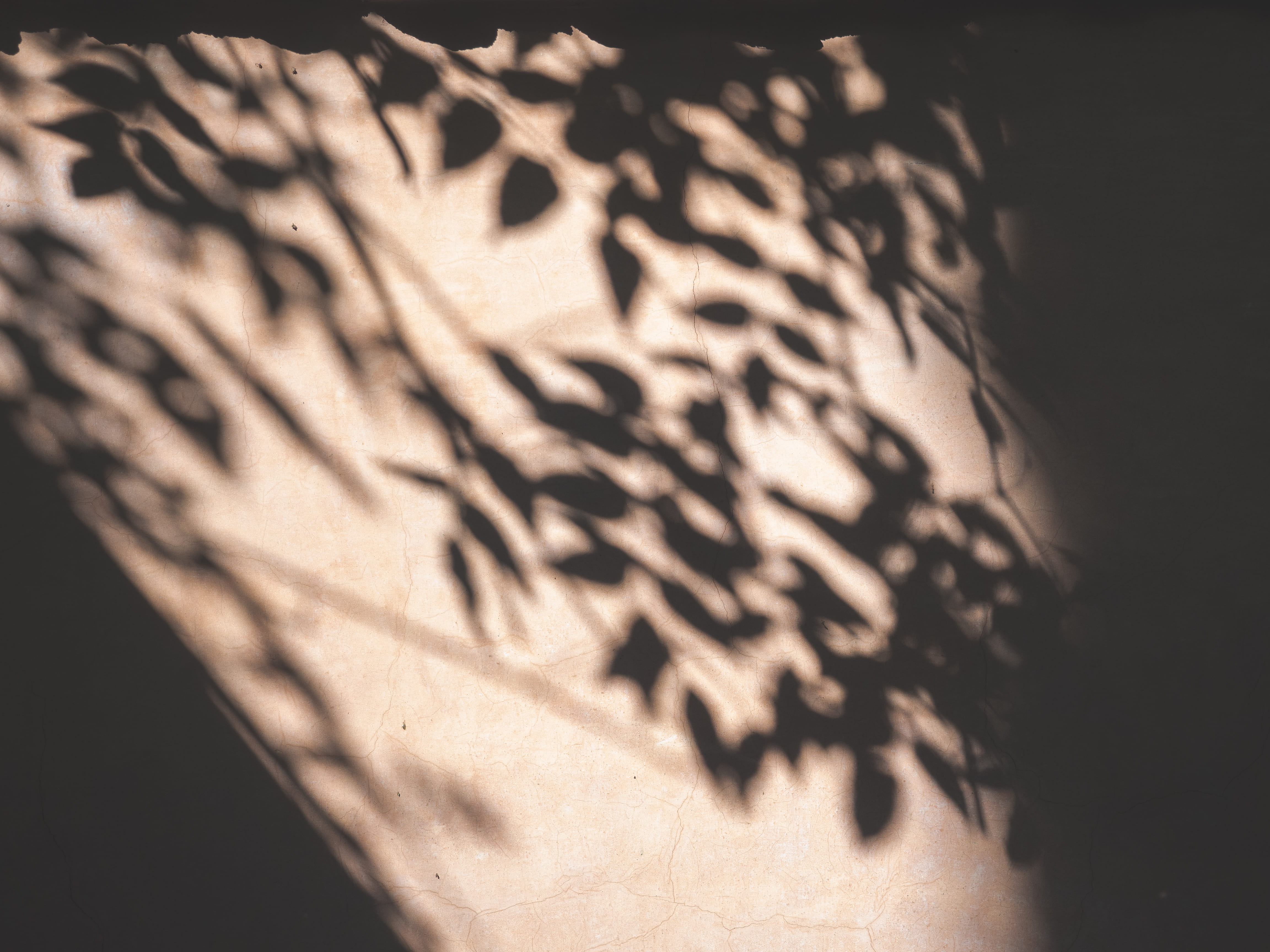studio shot, light, close-up, calm, wall, nature, abstract, tree, art, focus on shadow, art and craft, creativity, communication, text, indoors, plant, HD Wallpaper