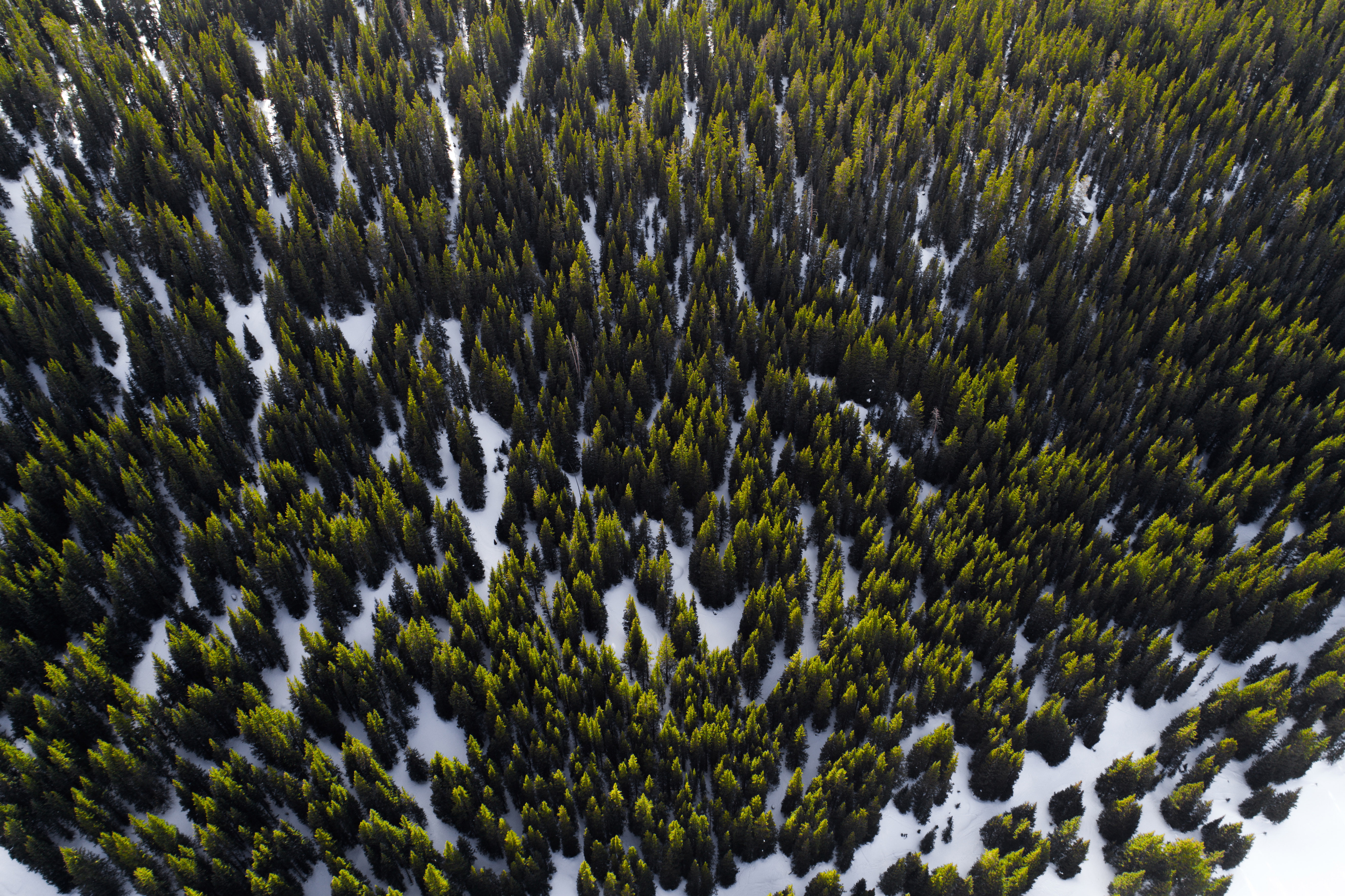 pattern, nature, colorful, angle, growth, conifer, seasons, texture, outdoors, snow, blurred, cold, aerial view, landscape, 5K, HD Wallpaper