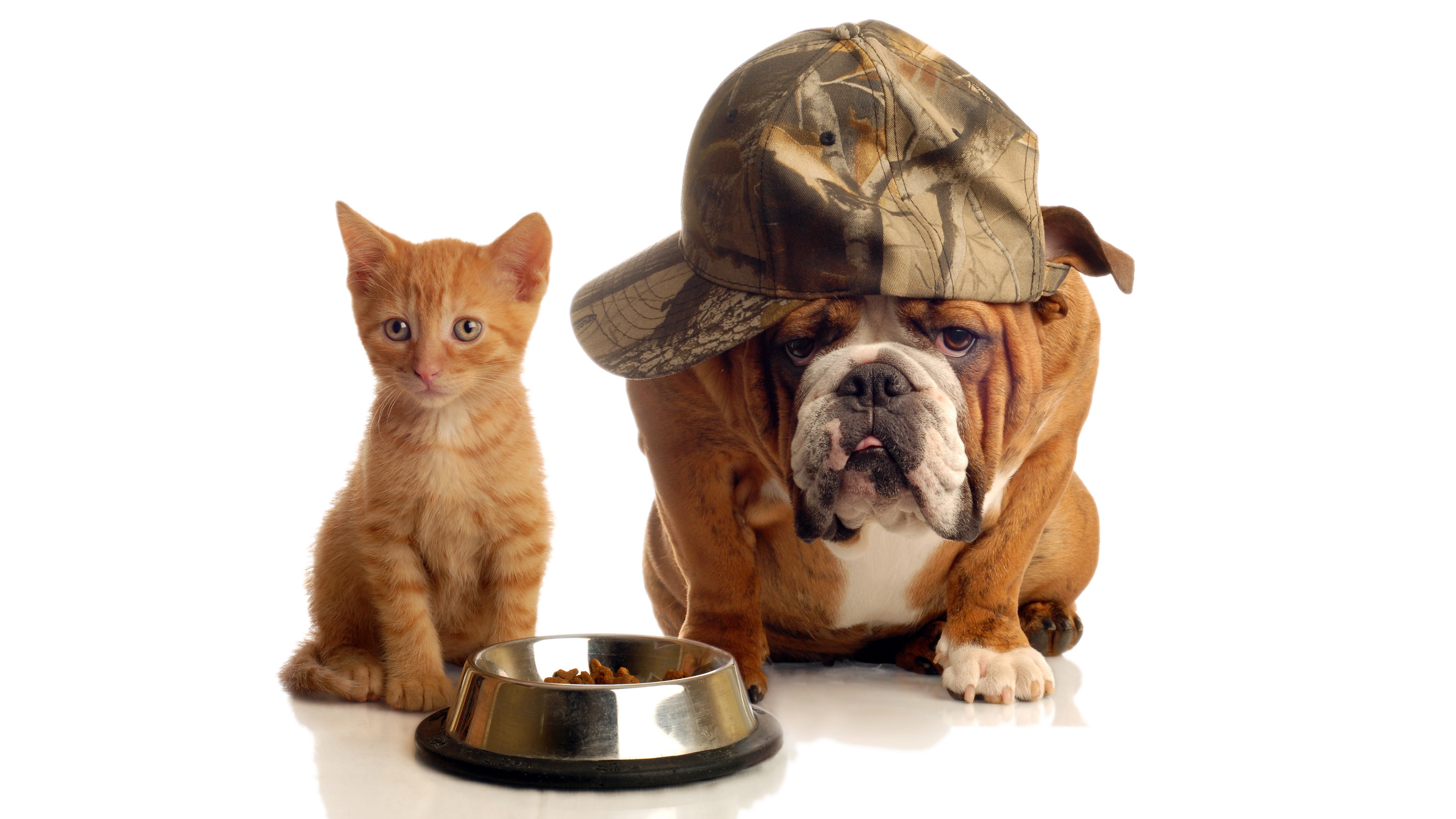 cut out, whisker, funny picture of bulldog and kitten together, two animals, cat, vertebrate, mammal, feline, white background, domestic cat, indoors, sitting, HD Wallpaper