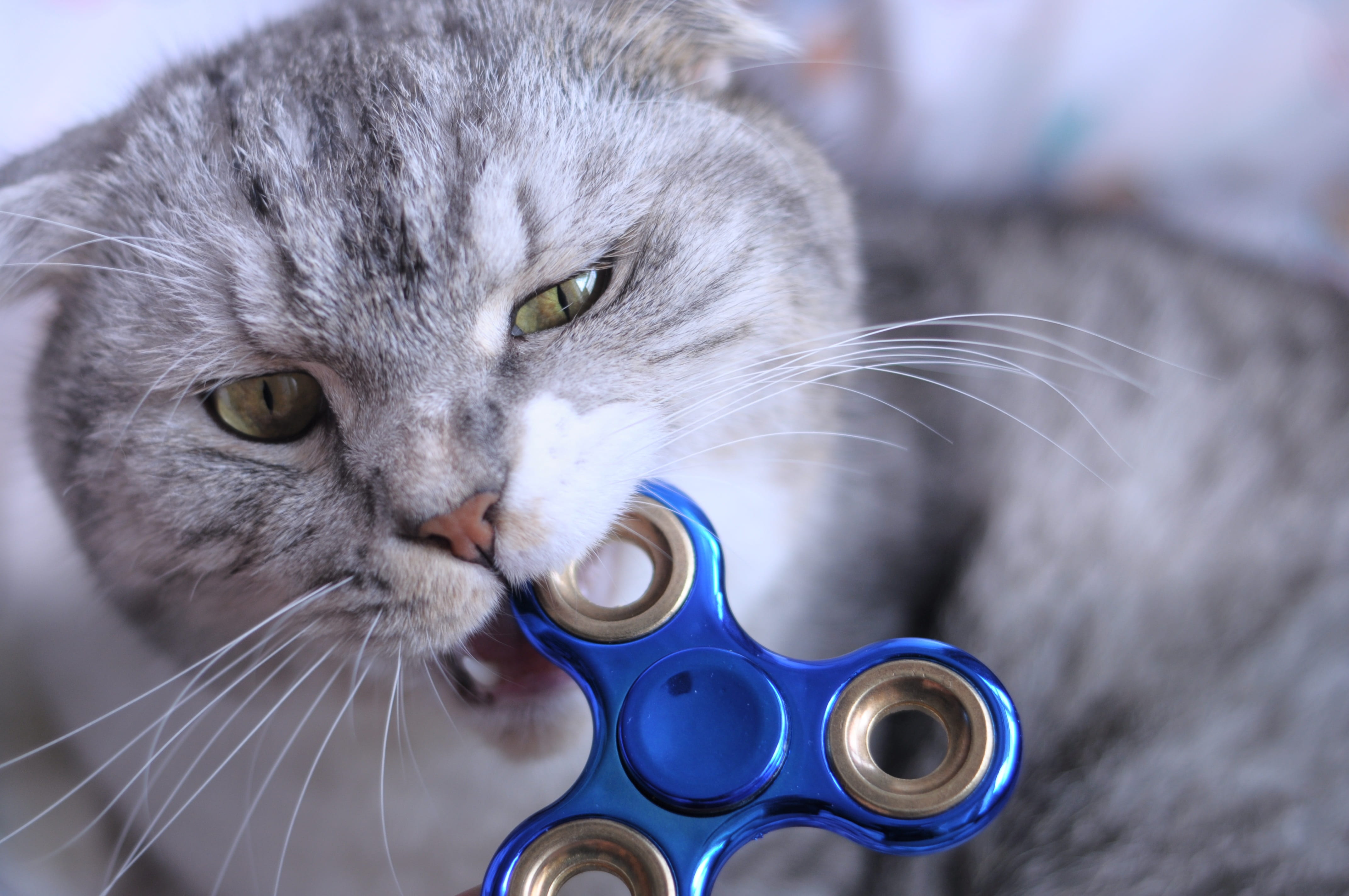 animal head, drinking, blade, cat, animal themes, focus on foreground, vertebrate, bite, domestic animals, pets, no people, spinner, indoors, fidget spinner, HD Wallpaper