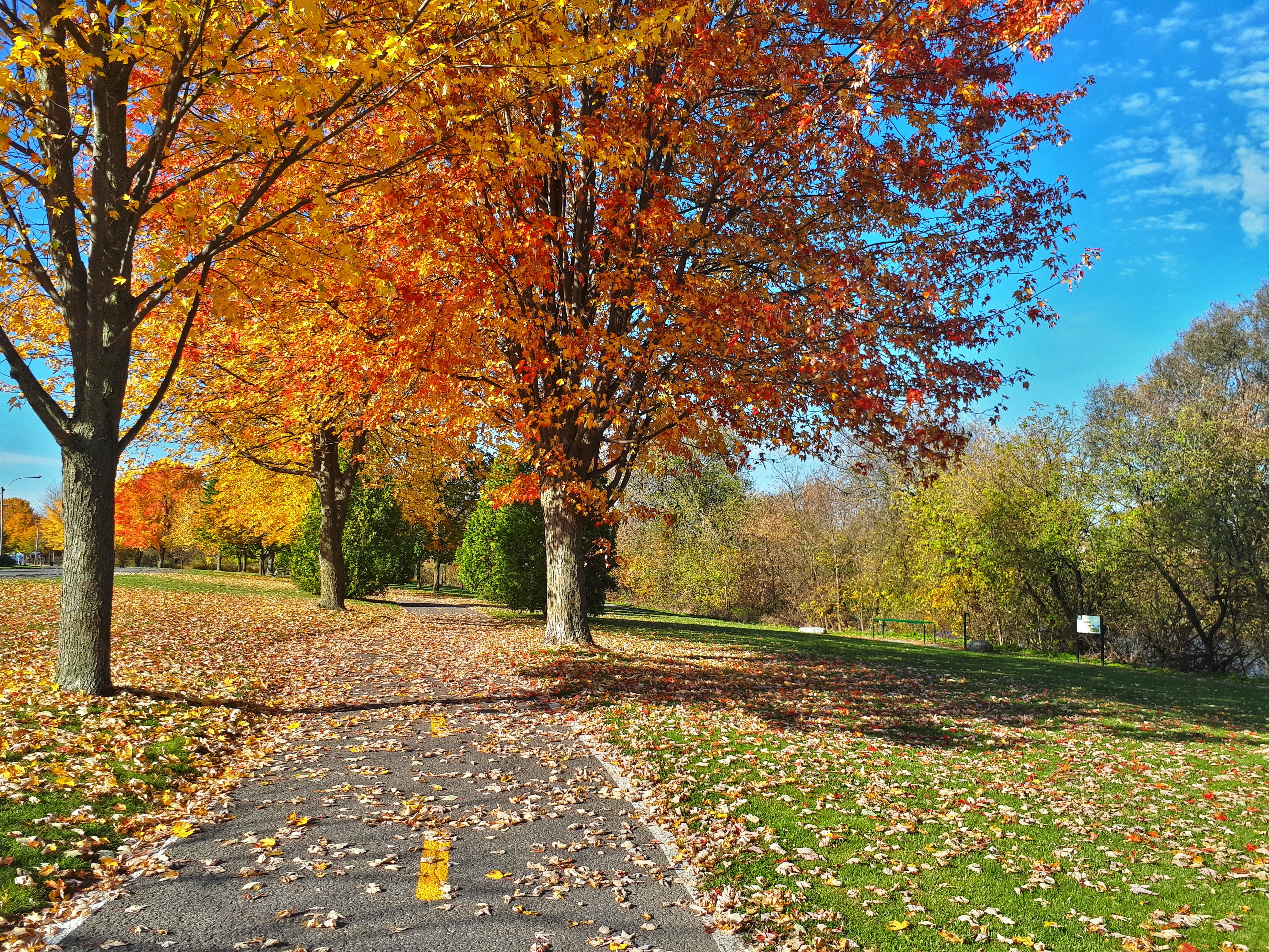 autumn, tree, park - man made space, plant, tranquil scene, the way forward, day, plant part, tranquility, park, leaf, 203 place barret, fall, scenics - nature, HD Wallpaper