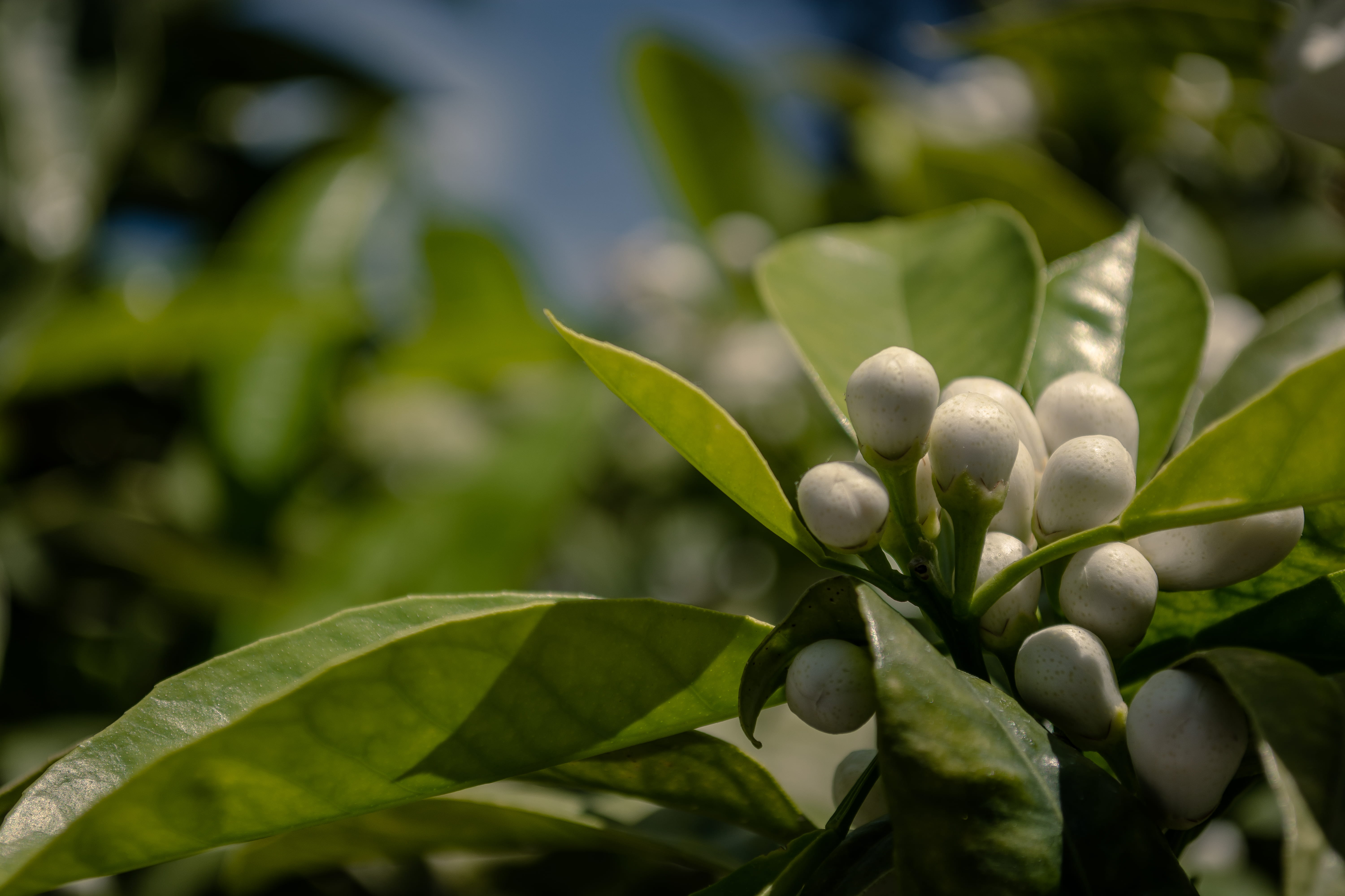 outdoors, flower, italia, no people, beauty in nature, 5K, growth, vulnerability, zagara blossom, close-up, focus on foreground, green color, bud, freshness, HD Wallpaper