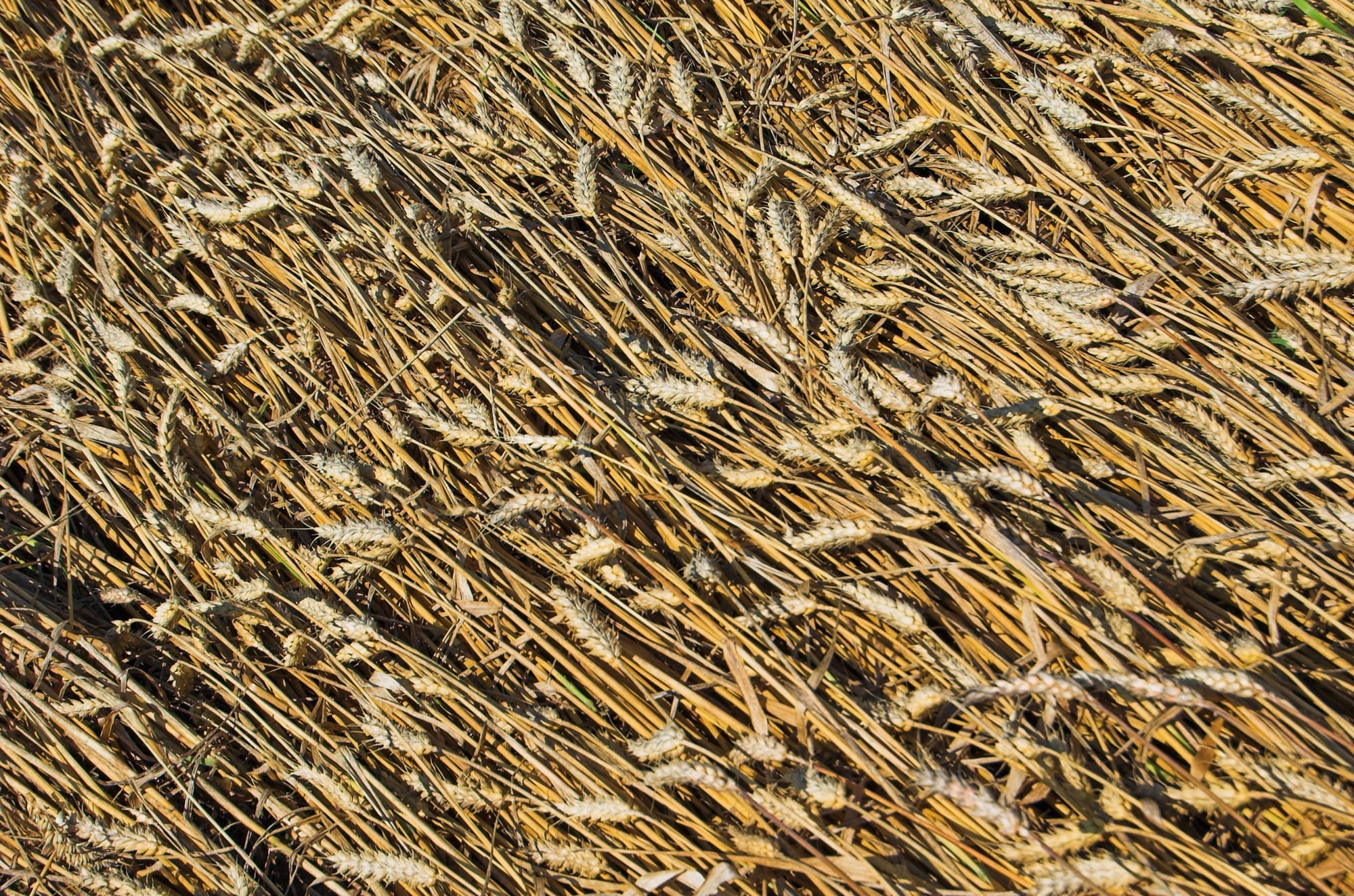 full frame, environment, texture, textured, grains, cereal, corn, agriculture, harvest, background, golden, rural scene, abundance, nature, high angle view, HD Wallpaper
