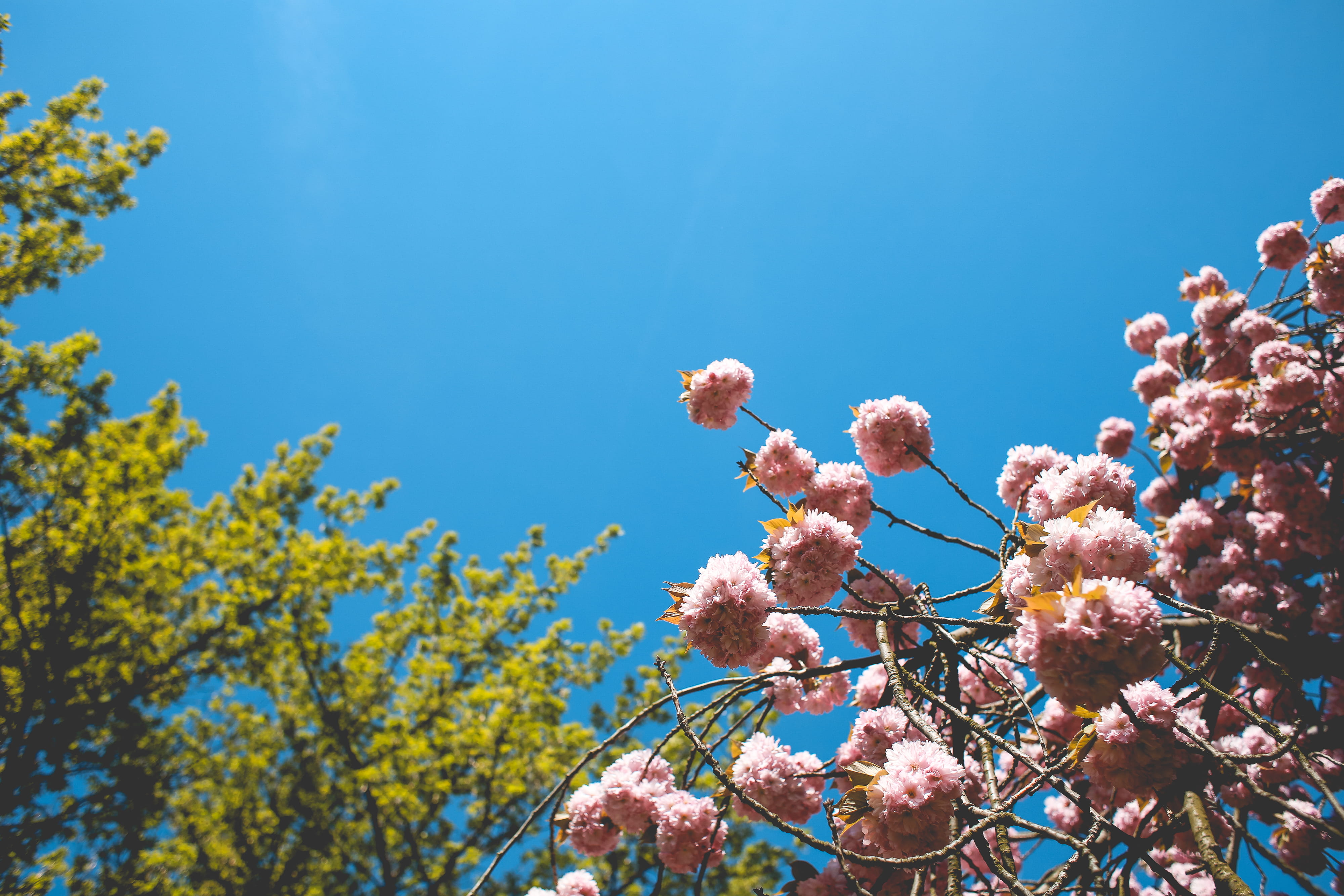 low angle view, nature, fragility, no people, flowering plant, flowers, growth, clear sky, beauty In Nature, 4K, Colors, minimal, vulnerability, flower, HD Wallpaper