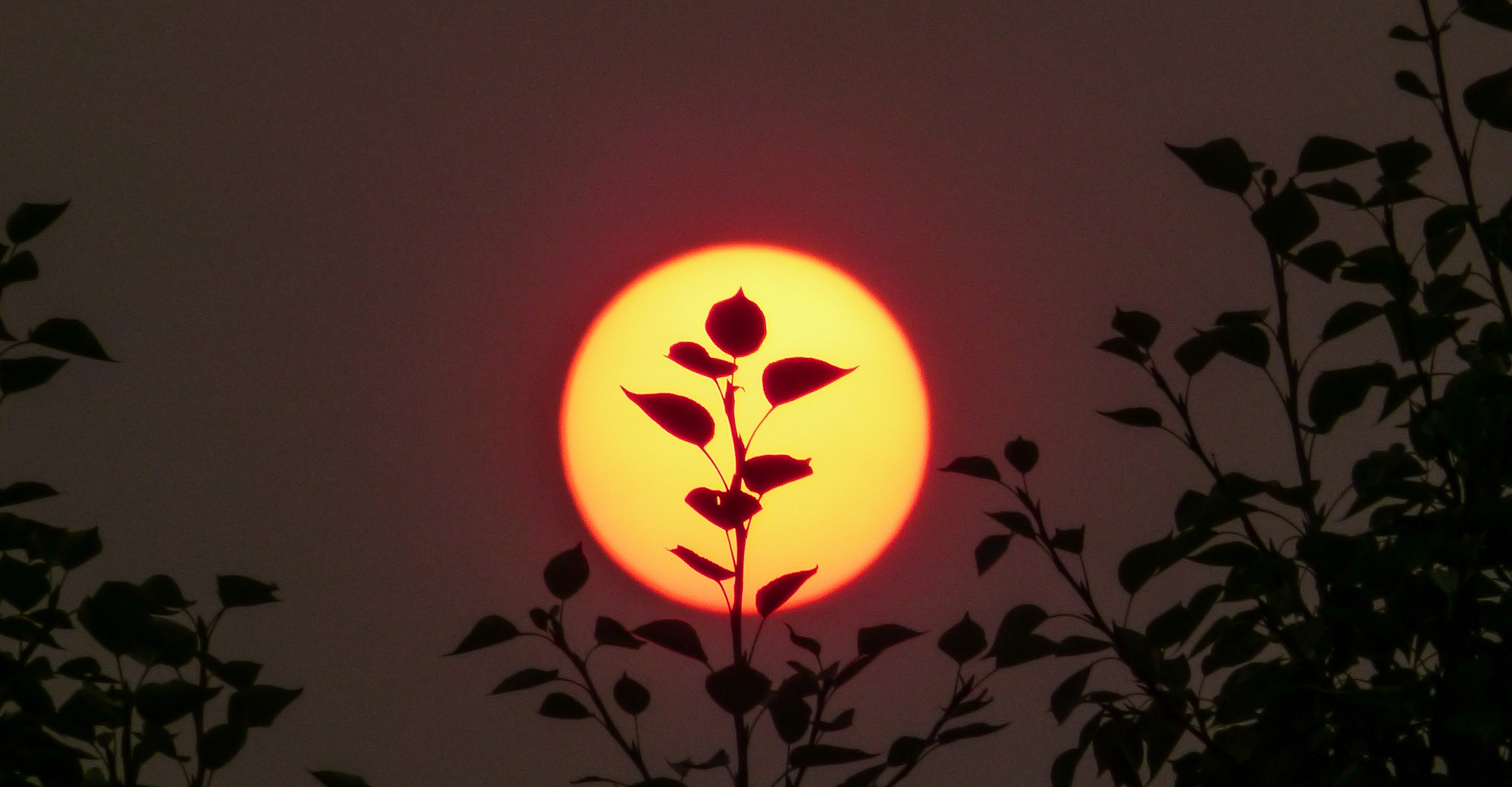 illuminated, celebration, outdoor, canada, sunrise, sun, sky, art and craft, plant part, orange, night, leaf, orange color, leave, nature, trees, alberta, HD Wallpaper