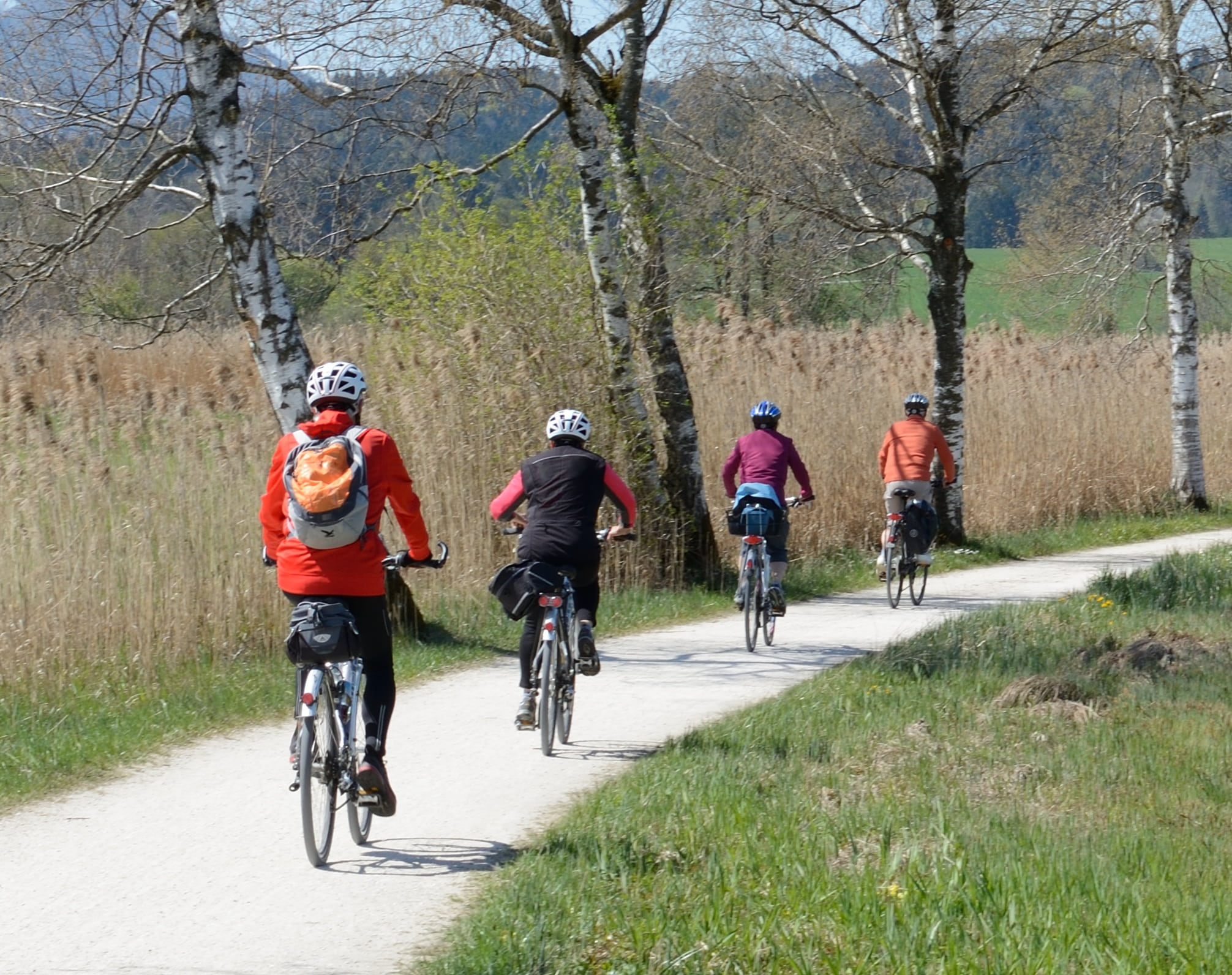 riding, trees, recovery, pathway, cycling, people, two wheeled vehicle, tree, four, 1080P, cyclists, bicycle, nature, bicycles, drive, community, wheel, HD Wallpaper