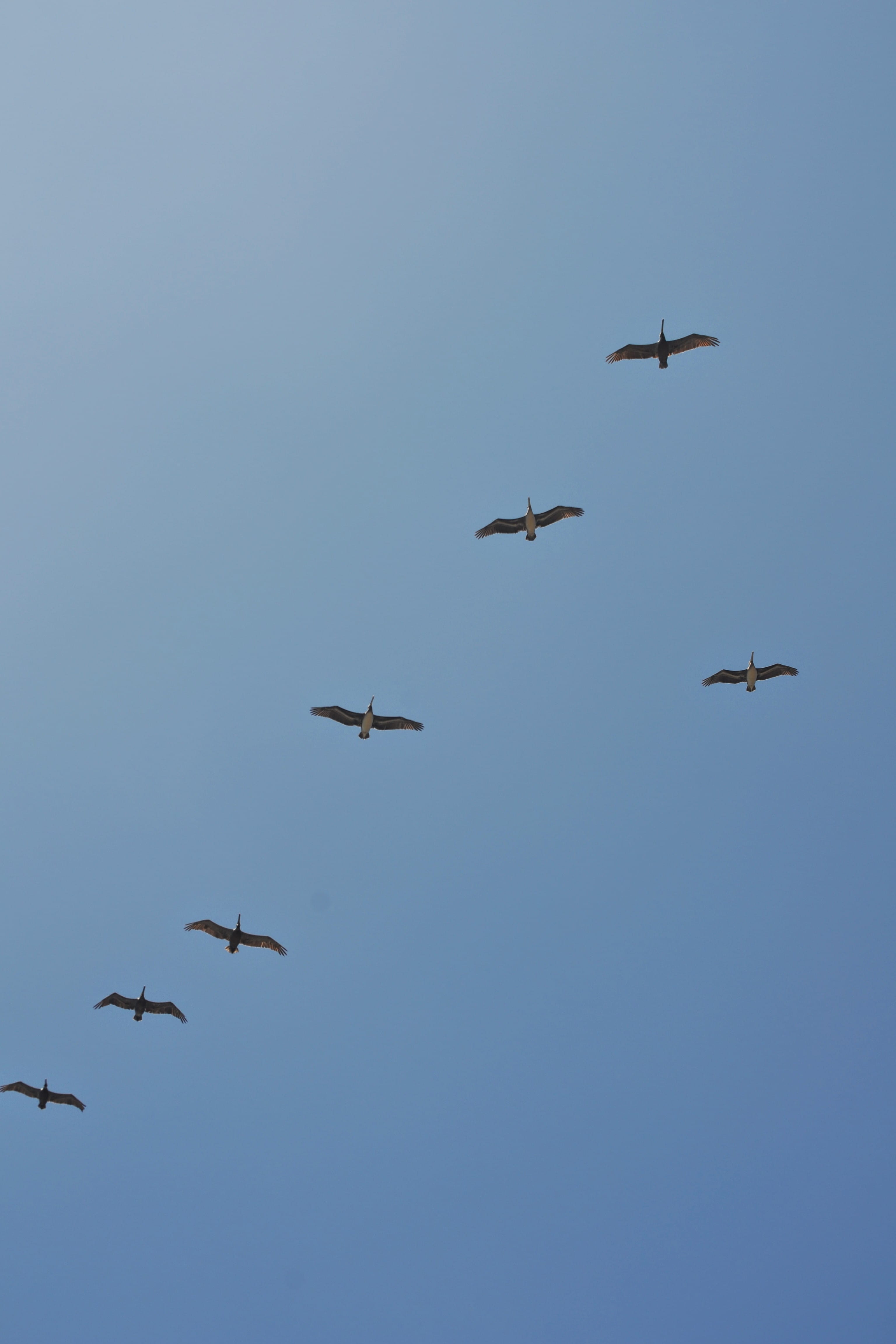 animals in the wild, group of animals, clear sky, team, birds, spread wings, santa cruz, flying, bird, leader, up, flock of birds, day, united states, animal themes, Phone HD Wallpaper