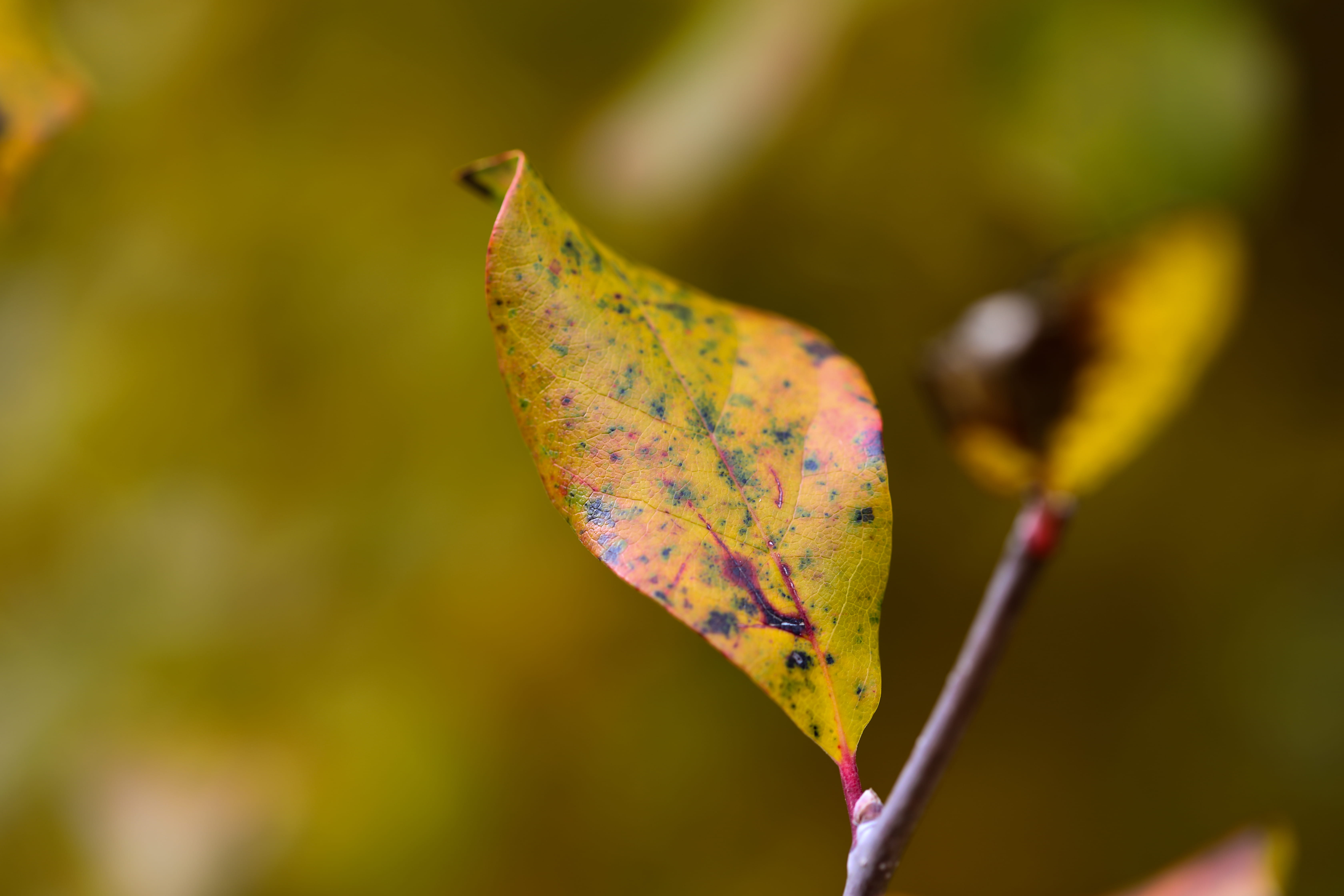1333 home ave, plant part, focus on foreground, nature, outdoors, growth, no people, tree, leaf, day, 5K, united states, tranquility, plant stem, natural condition, HD Wallpaper