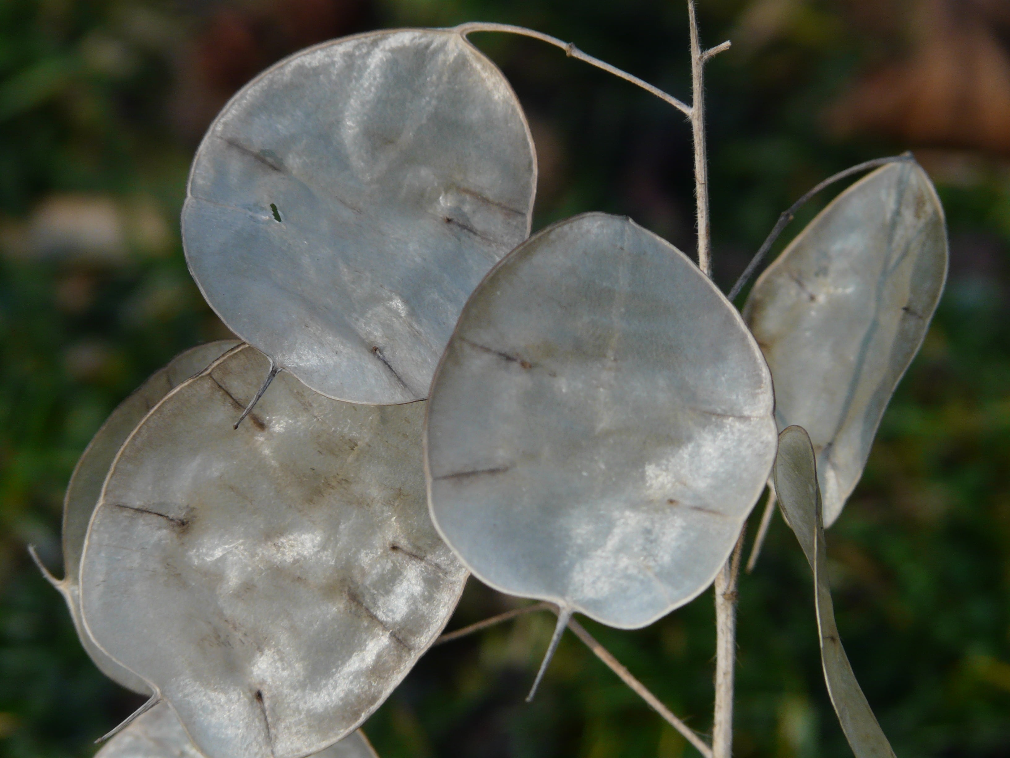 day, leaves, horticultural silver leaf, ornamental plant, 2K, close-up, one year, beauty in nature, art and craft, shape, garden lunaria, bush, plant, HD Wallpaper