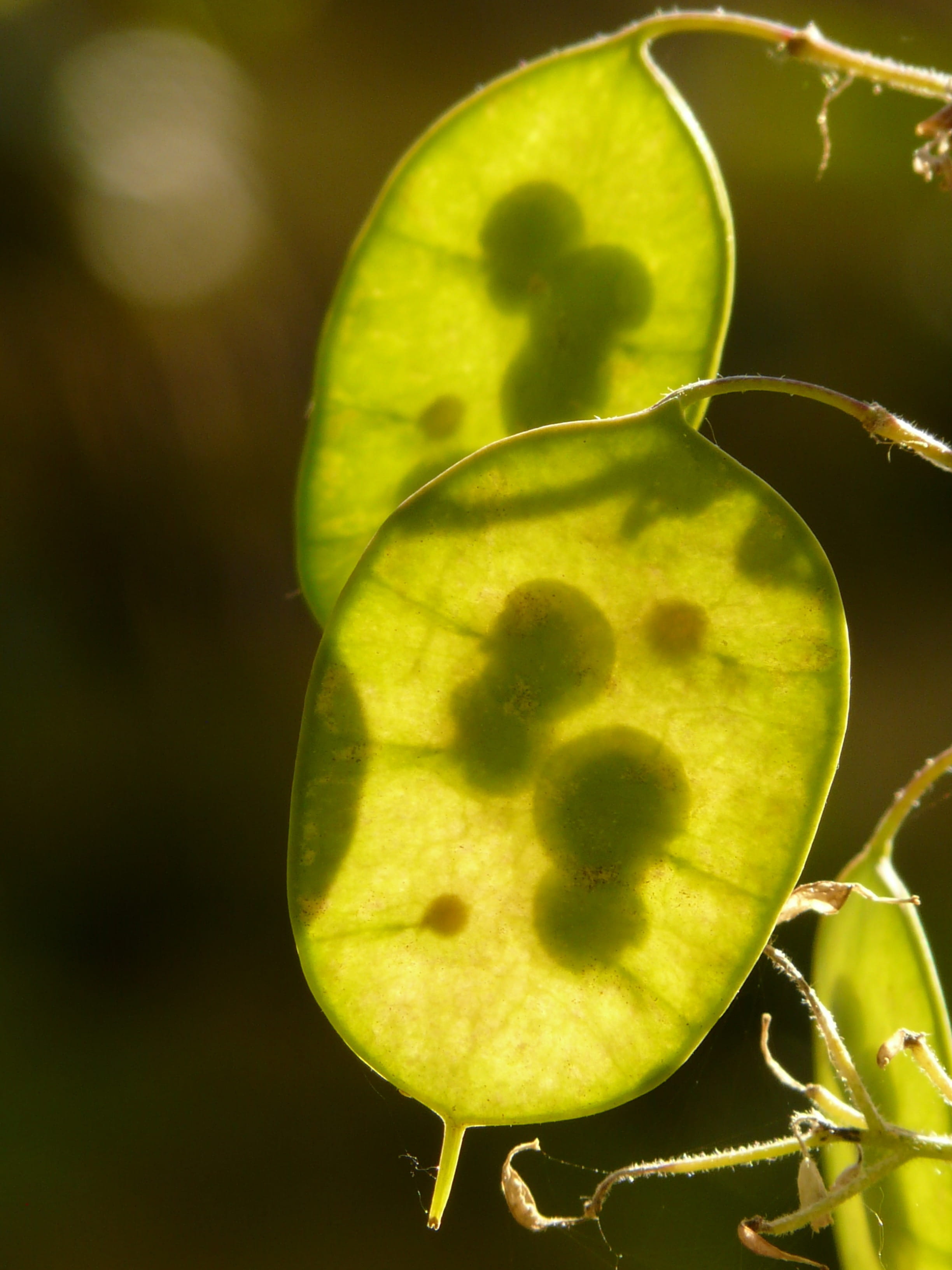 ornamental plant, wellbeing, outdoors, seed, focus on foreground, plant, year, silver, close-up, fruit, freshness, leaf, nature, plant part, growth, food and drink, Phone HD Wallpaper