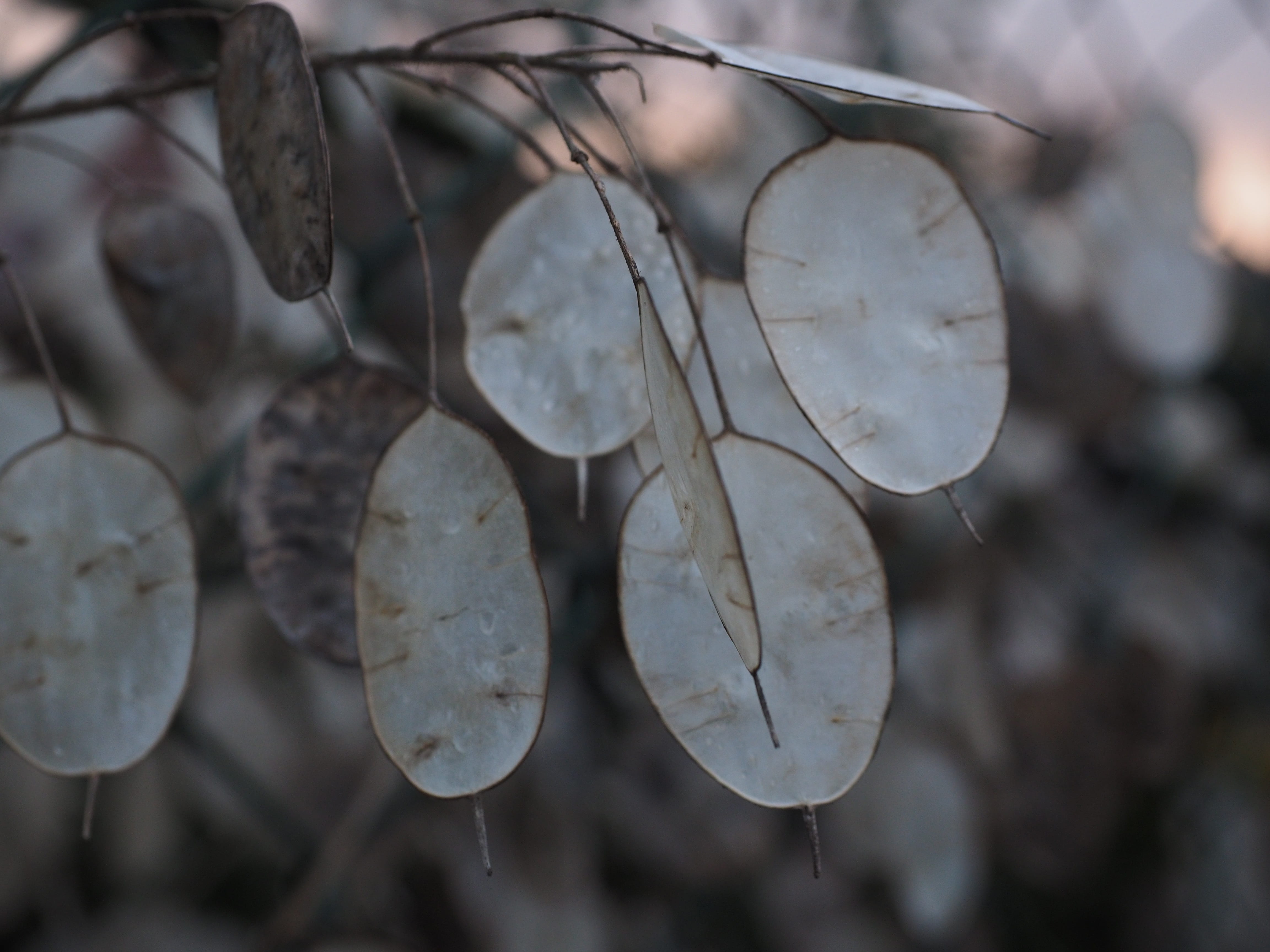 silberling, winter, white color, judas schilling, lunaria, selective focus, outdoors, vulnerability, dry, twig, garden lunaria, silver, fragility, leaves, HD Wallpaper