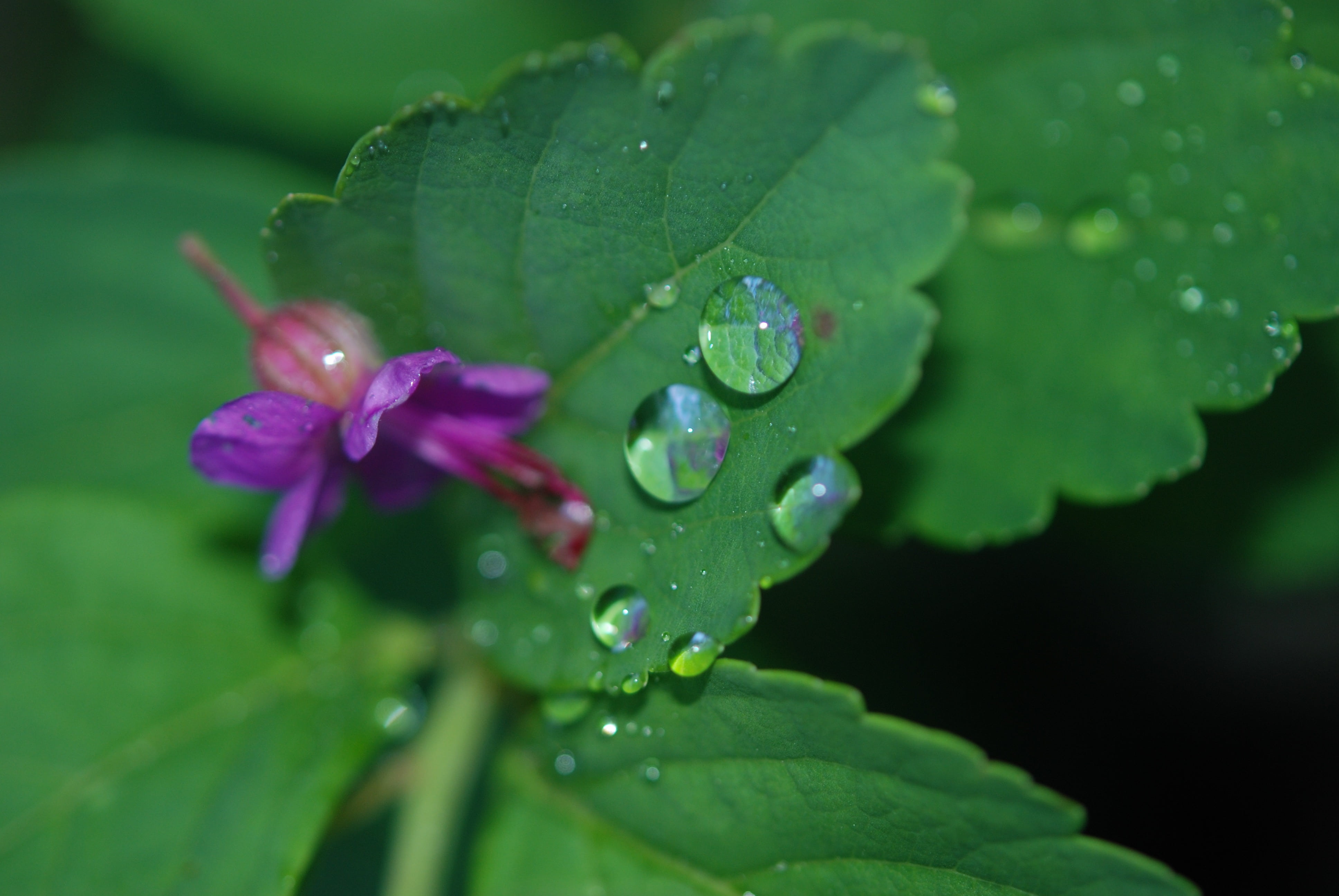 freshness, flowering plant, green color, plant, vulnerability, purple, garden-lunaria, outdoors, plant part, garden, 4K, wet, drop, nature, flower, fragility, HD Wallpaper