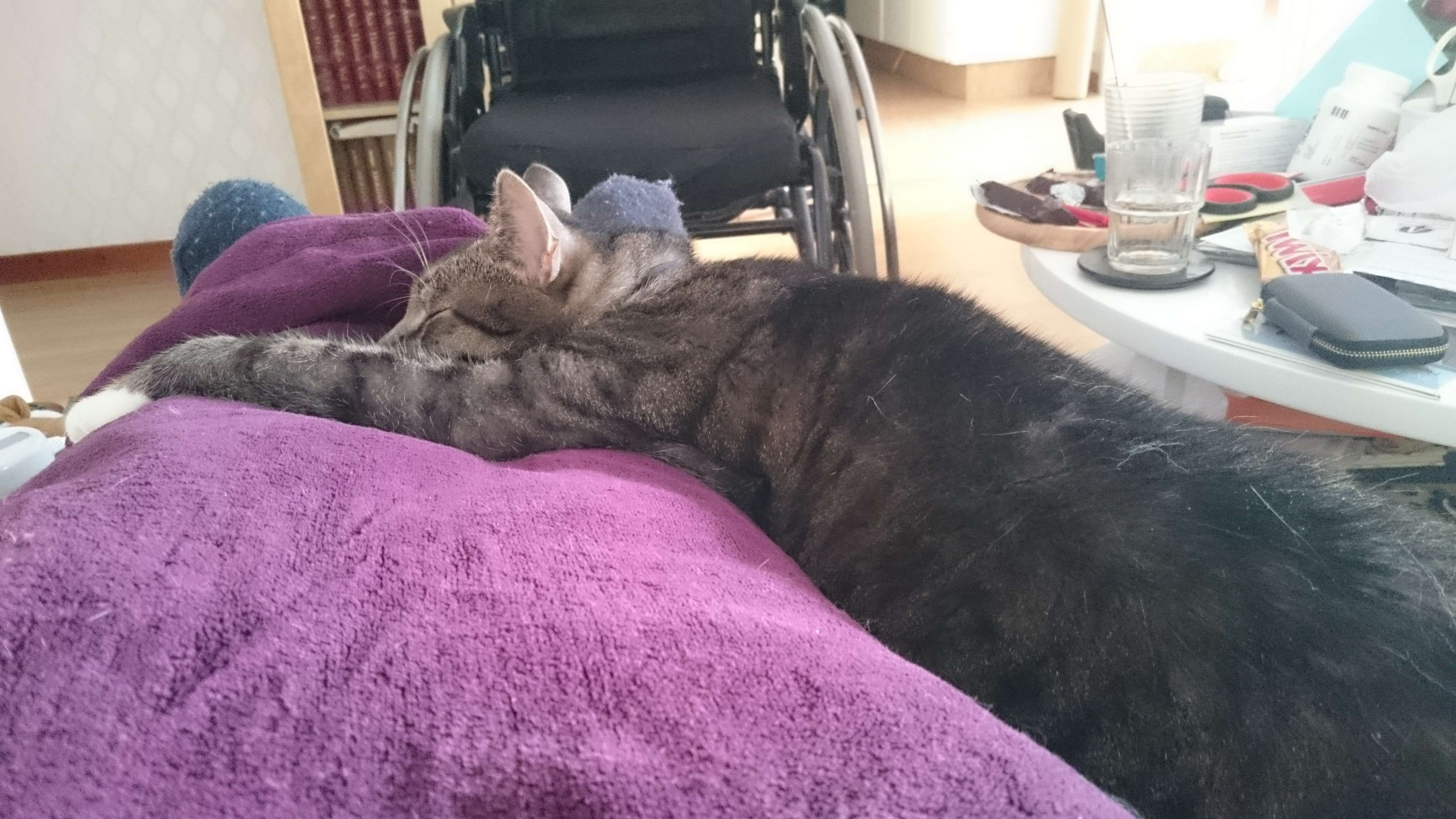 disability, animal, apartment, no people, mammal, flat, living room, spina bifida, livingroom, blanket, furniture, cozy, man, paralyzed, whisker, resting, HD Wallpaper