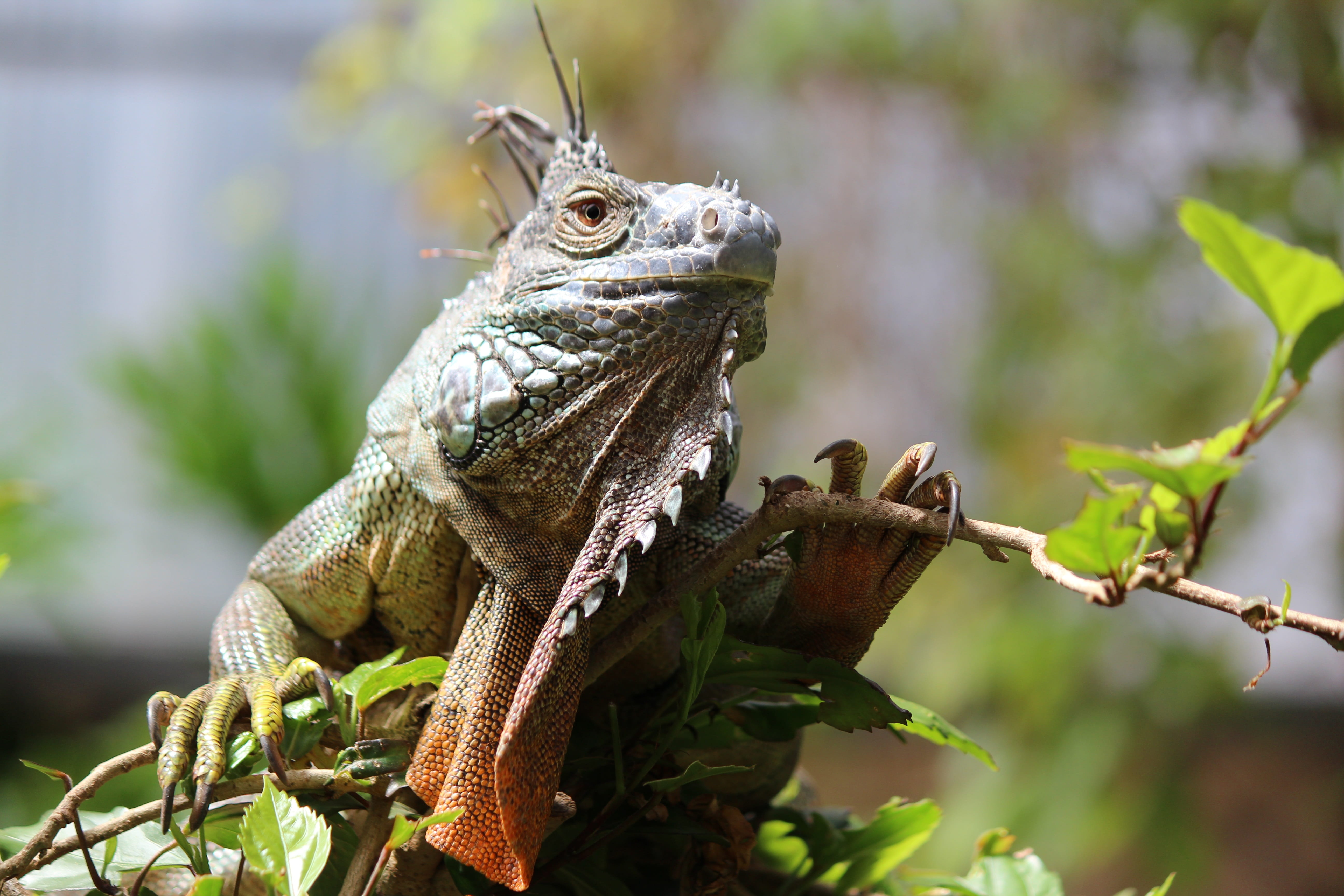 nature, iguana, Reptile, animal body part, day, 5K, vertebrate, green Color, reptilian, one animal, animals in the wild, animal scale, liz, no people, HD Wallpaper