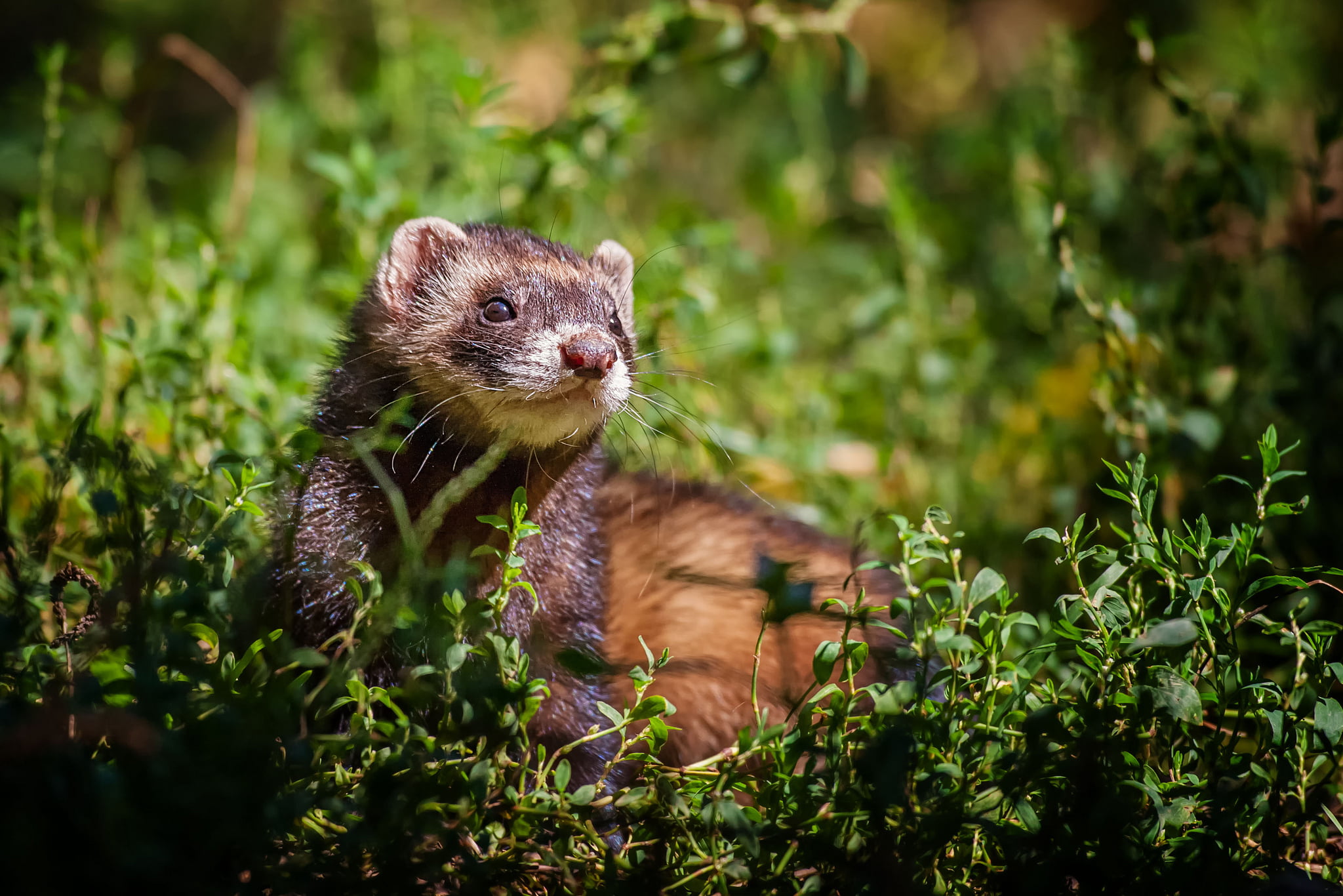 green color, whisker, Freda, plant part, day, animals in the wild, nature, field, one animal, grass, animal themes, ferret, selective focus, animal, plant, HD Wallpaper