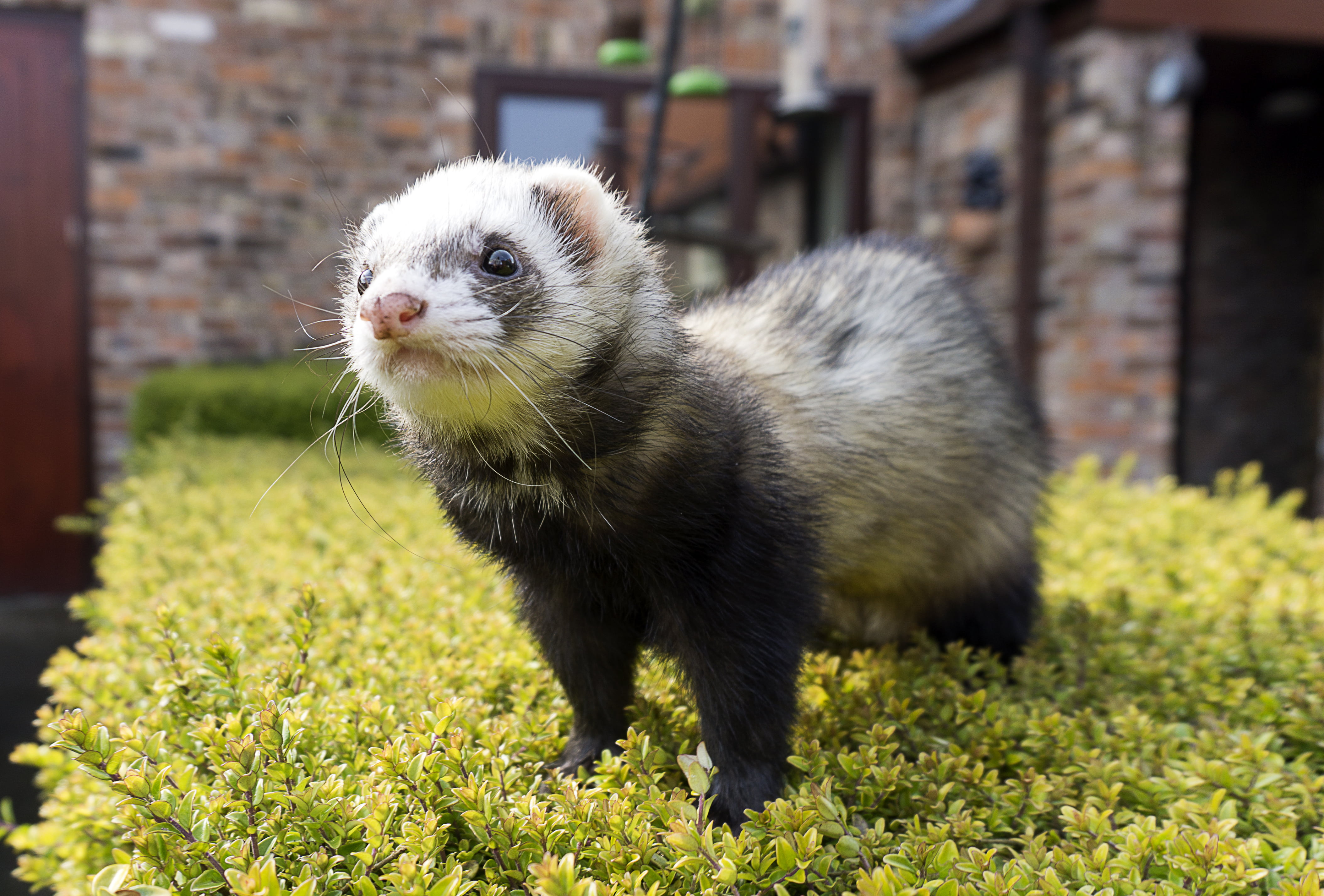 black, animals in the wild, domestic, field, animal themes, nature, whisker, plant, animal, muzzle, Freda, one animal, day, 4K, vertebrate, grass, outdoors, HD Wallpaper