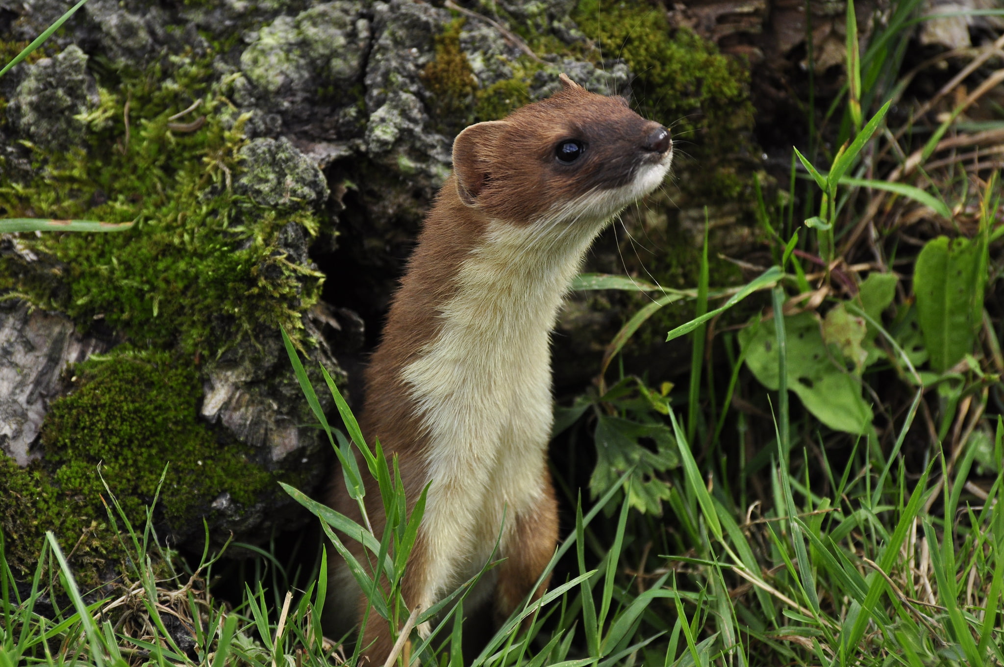muzzle, 1080P, Freda, grass, log, Ferret, HD Wallpaper
