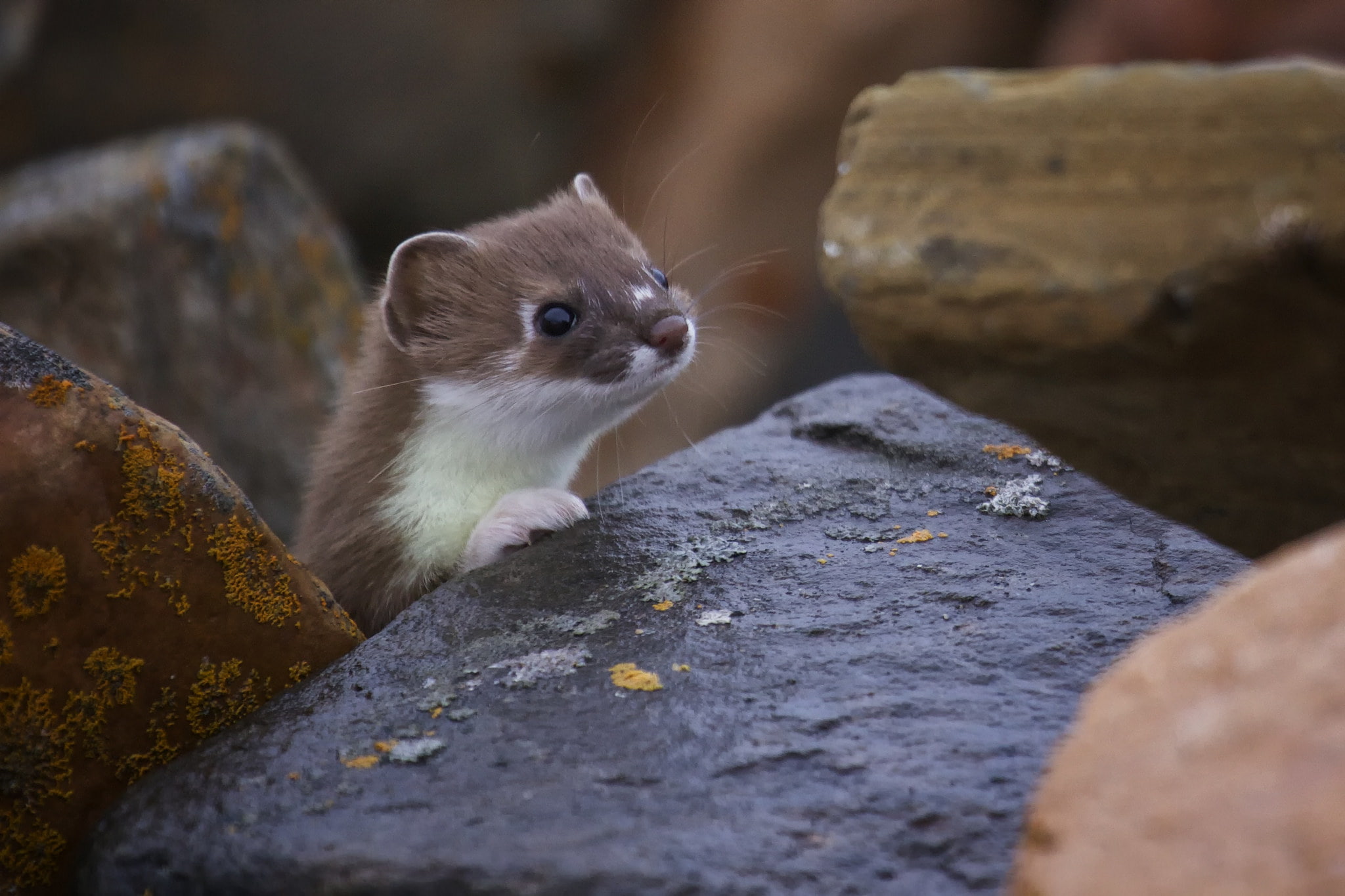 muzzle, Ferret, 1080P, nature, Freda, stones, HD Wallpaper